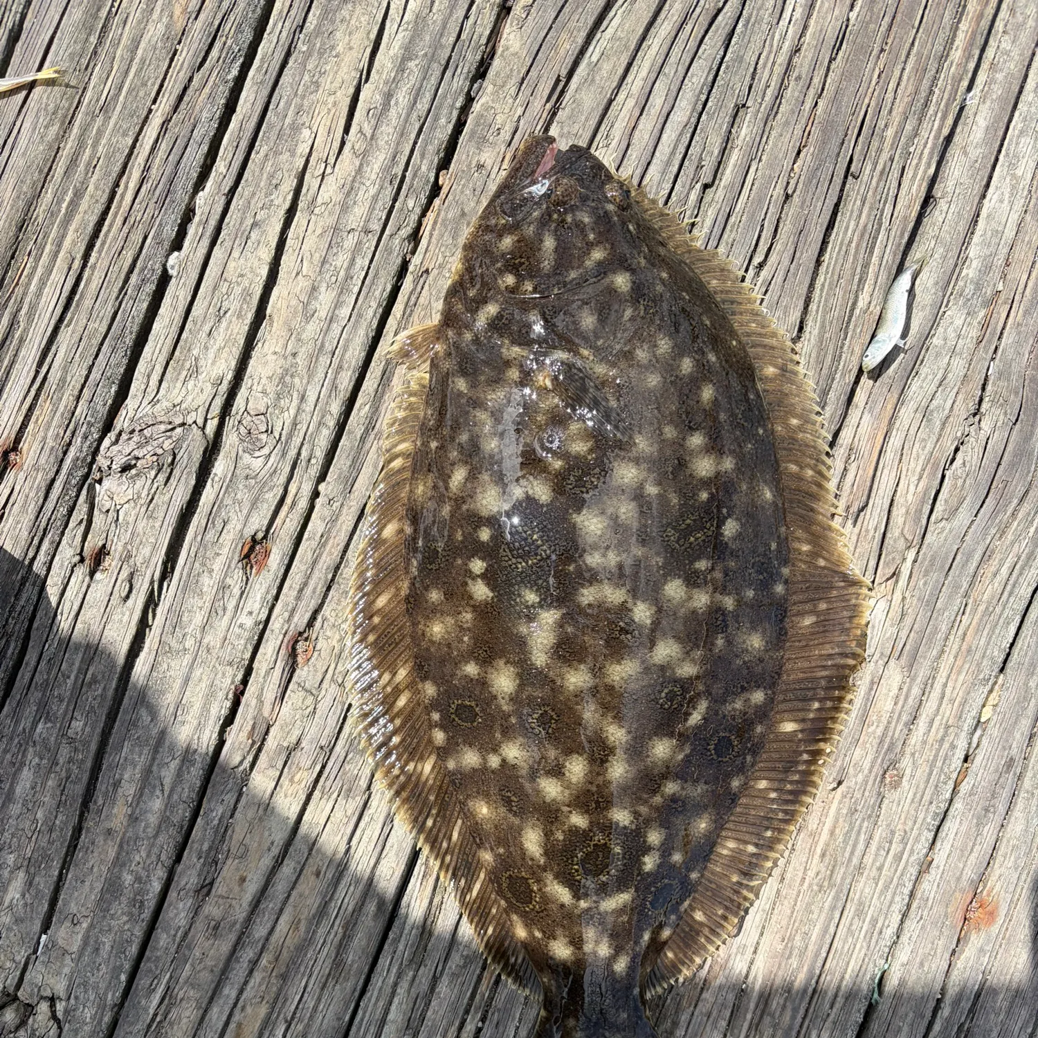 Summer flounder caught on Fishbrain