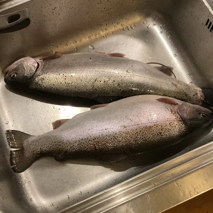 Rainbow trout caught on Fishbrain