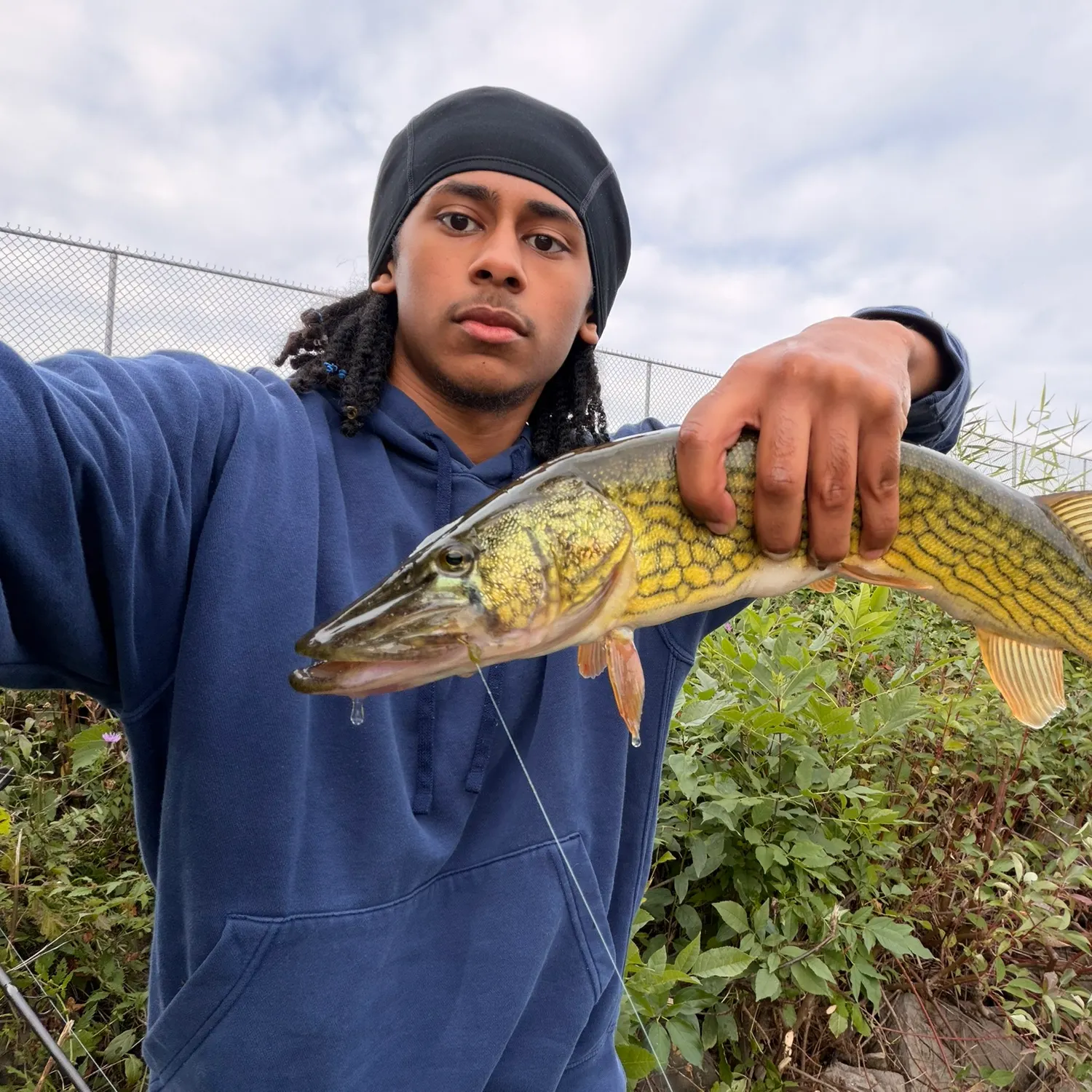 Chain pickerel caught on Fishbrain