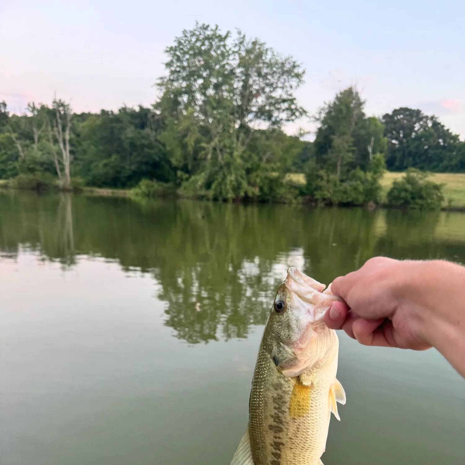 Largemouth bass caught on Fishbrain