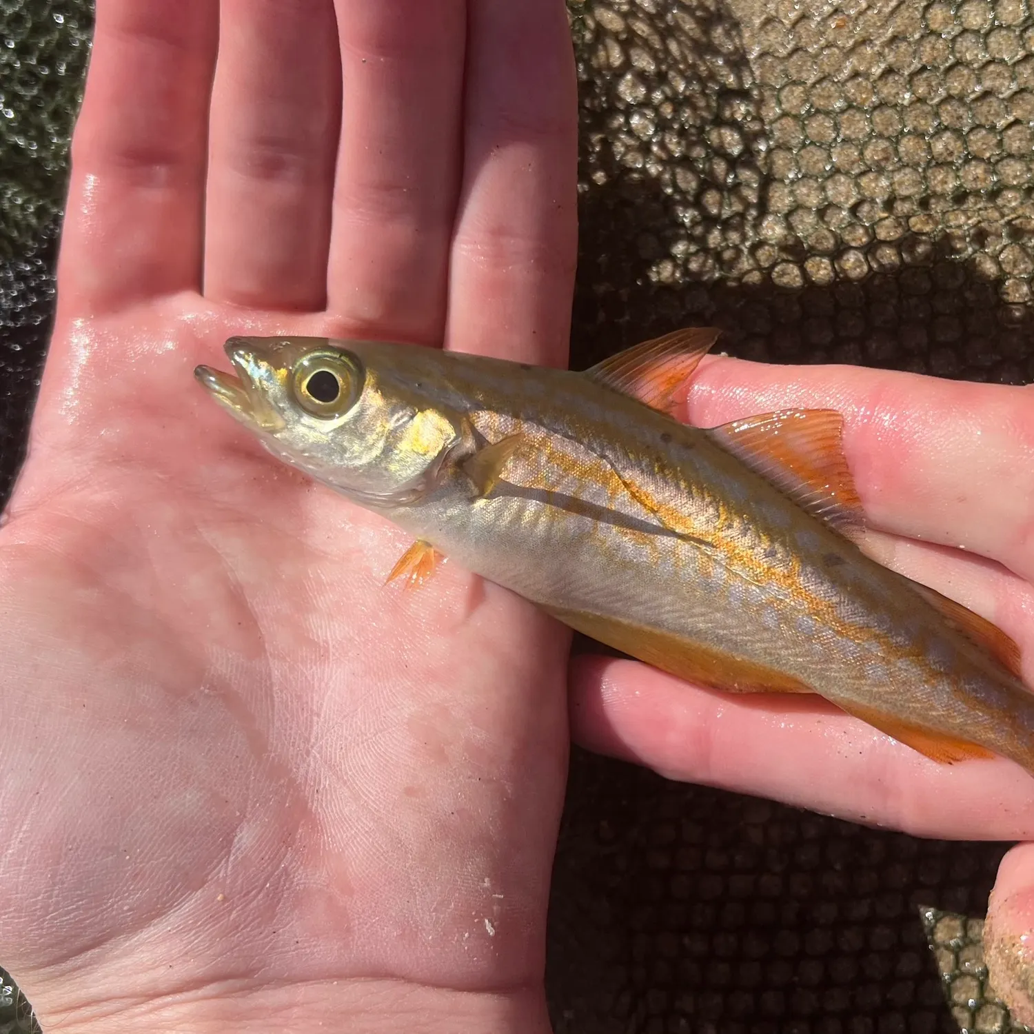 Pollack caught on Fishbrain
