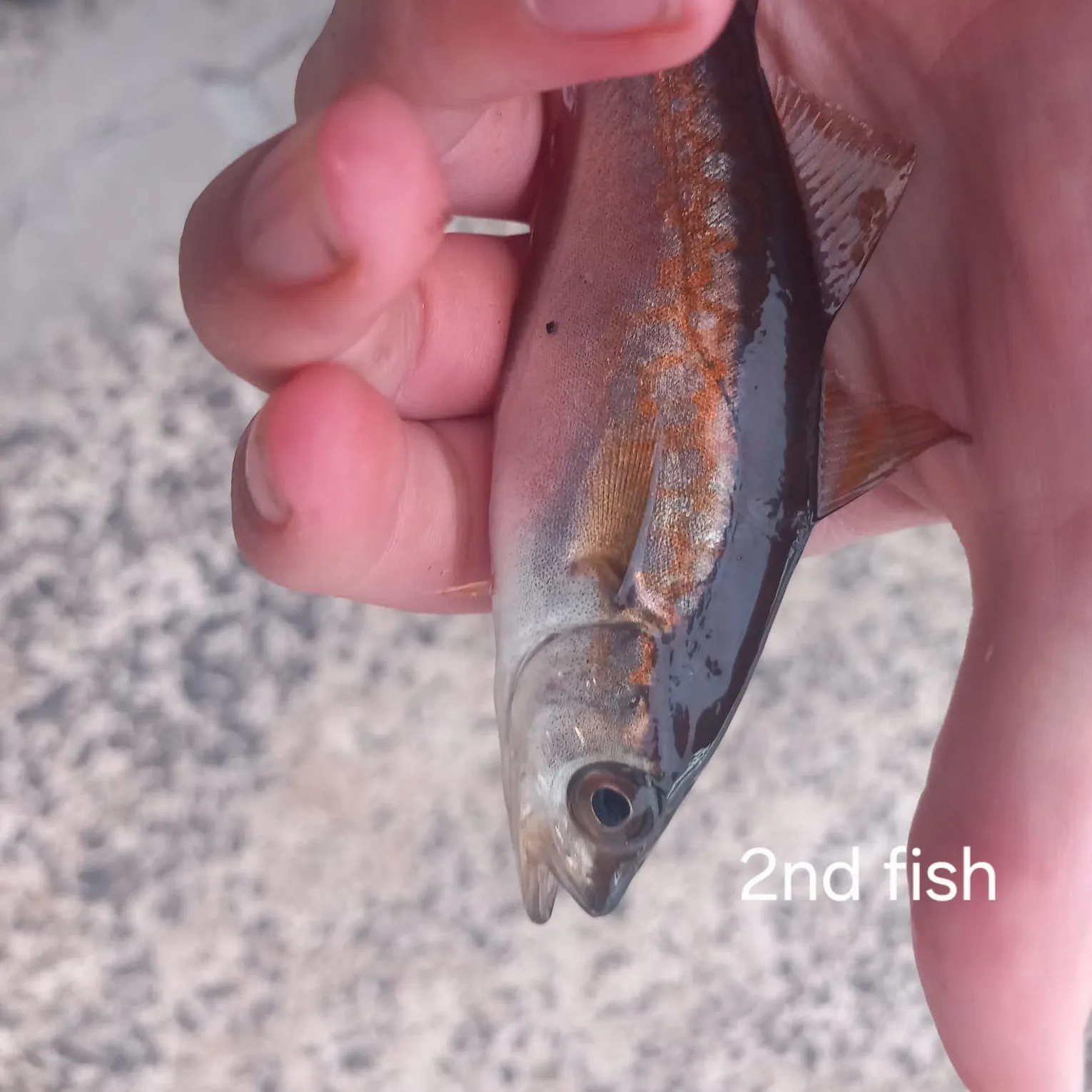 Pollack caught on Fishbrain