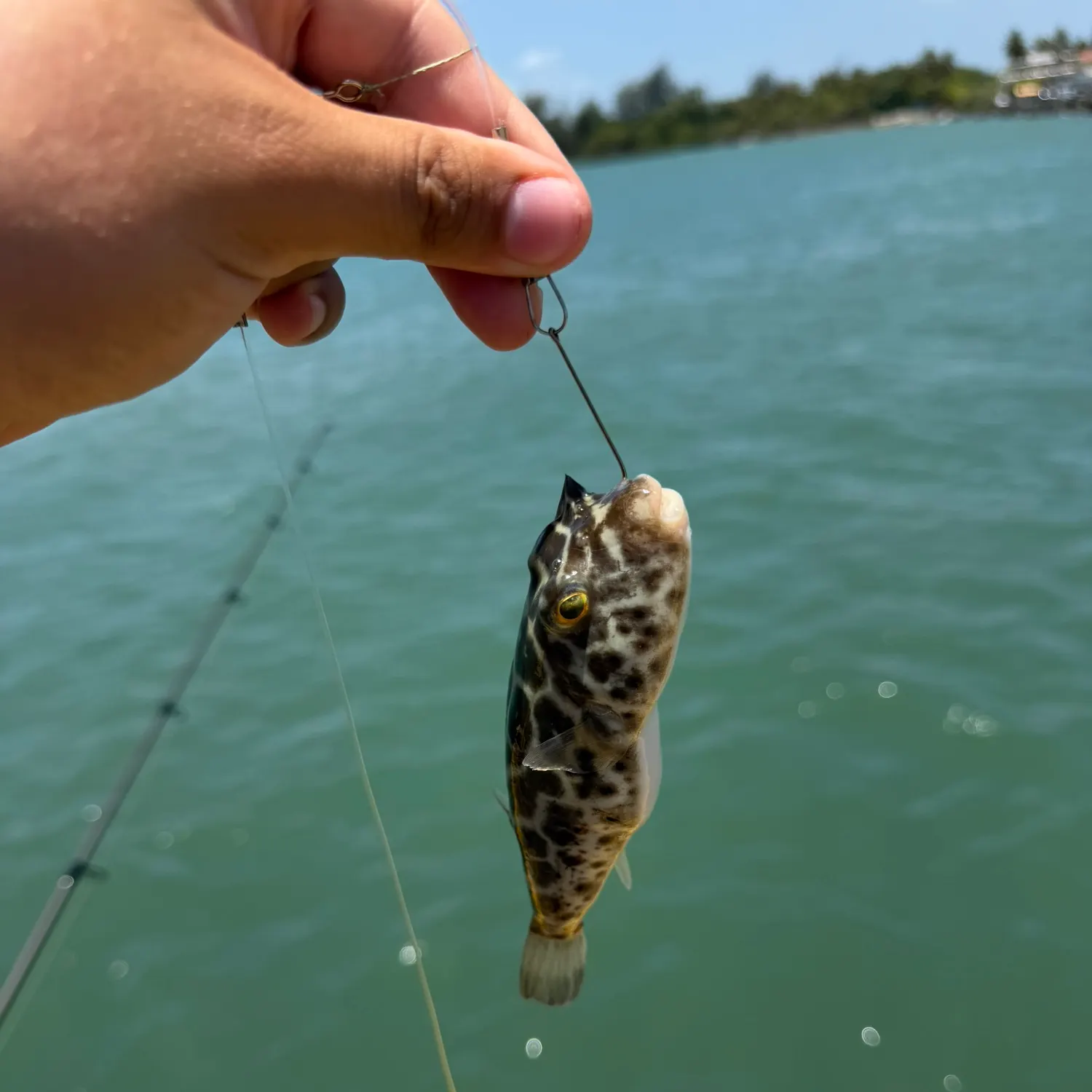 The most recent Checkered puffer catches on Fishbrain
