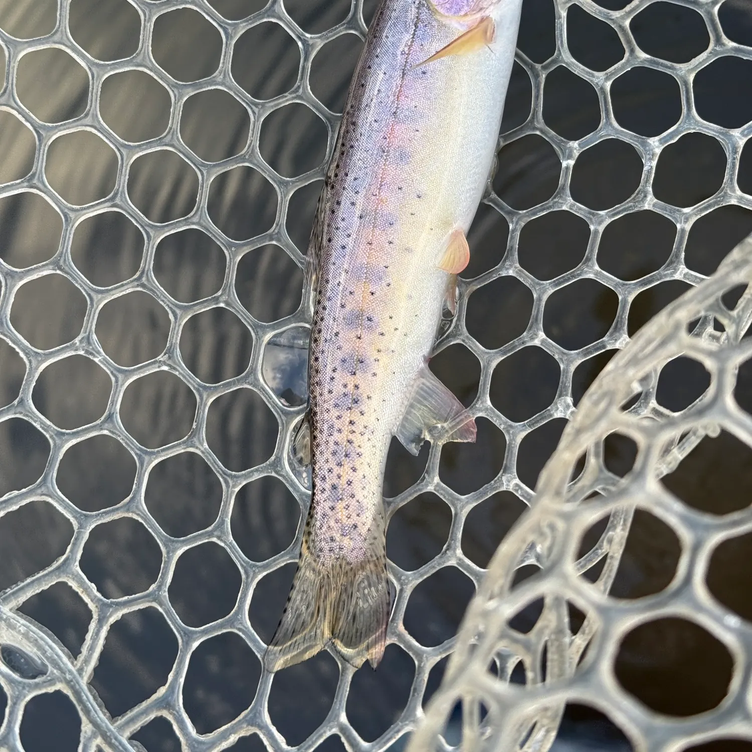 The most recent Colorado river cutthroat trout catches on Fishbrain