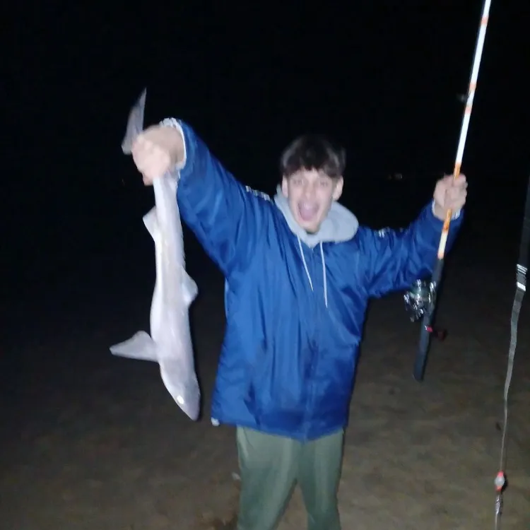 The most recent Piked dogfish catches on Fishbrain