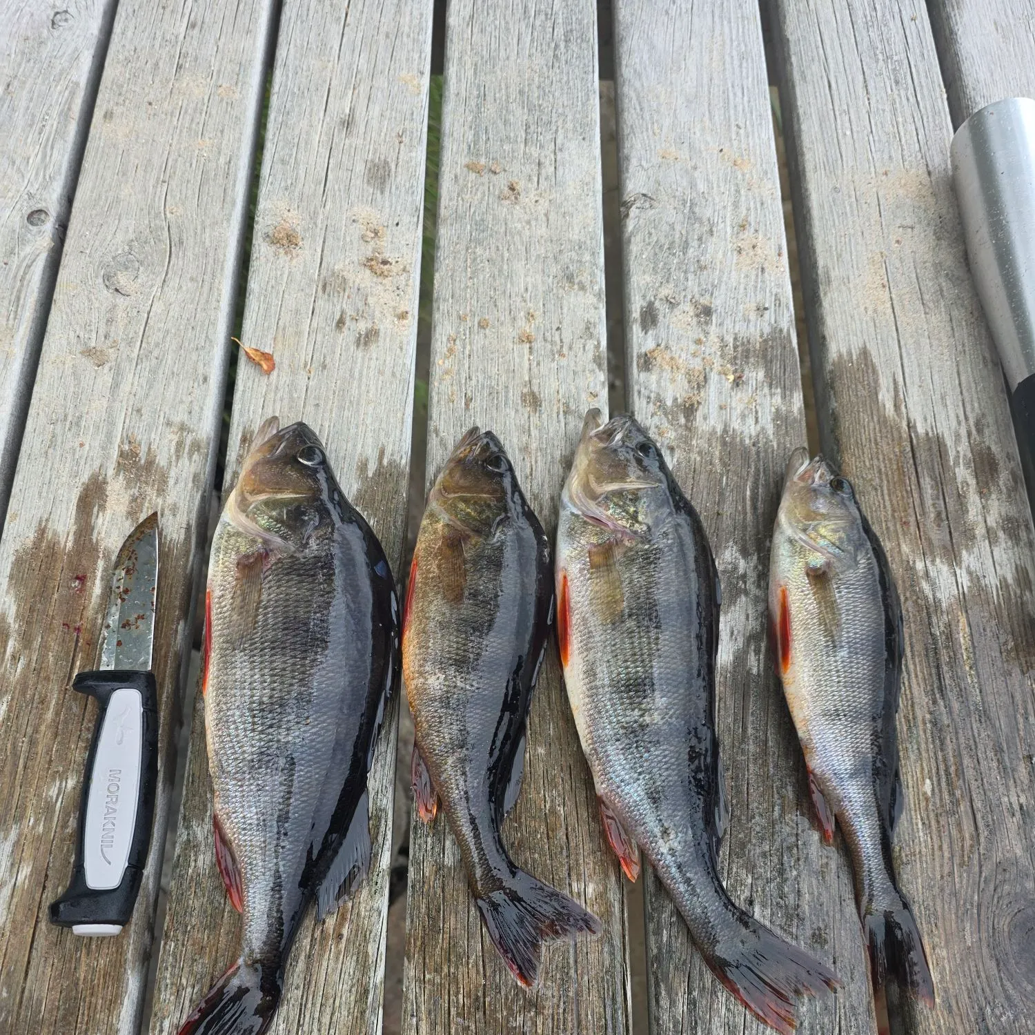 recently logged catches
