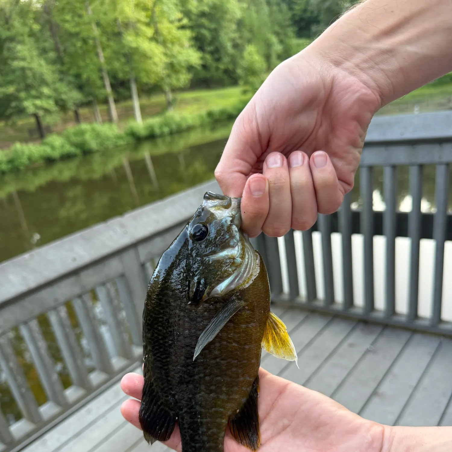 Bluegill caught on Fishbrain