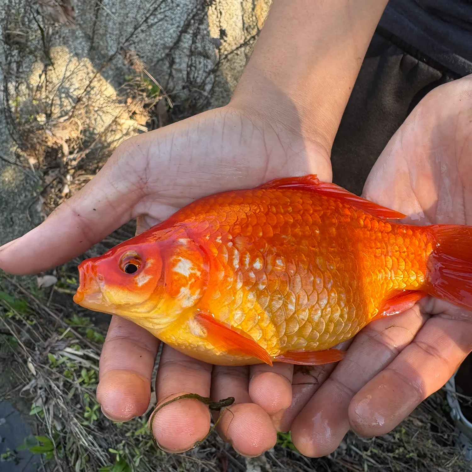 The most recent Goldfish catches on Fishbrain