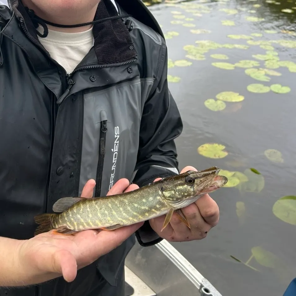 Northern pike caught on Fishbrain