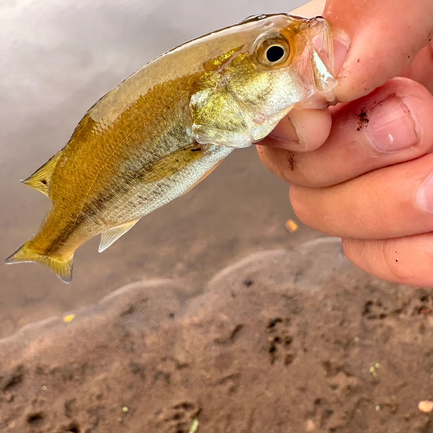 Spotted bass caught on Fishbrain
