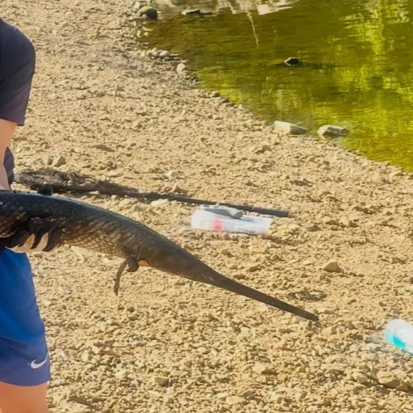 Spotted gar caught on Fishbrain