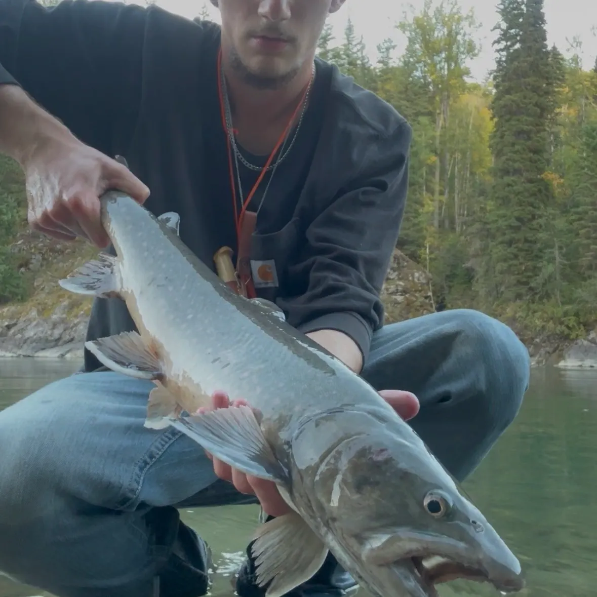 The most recent Bull trout catches on Fishbrain