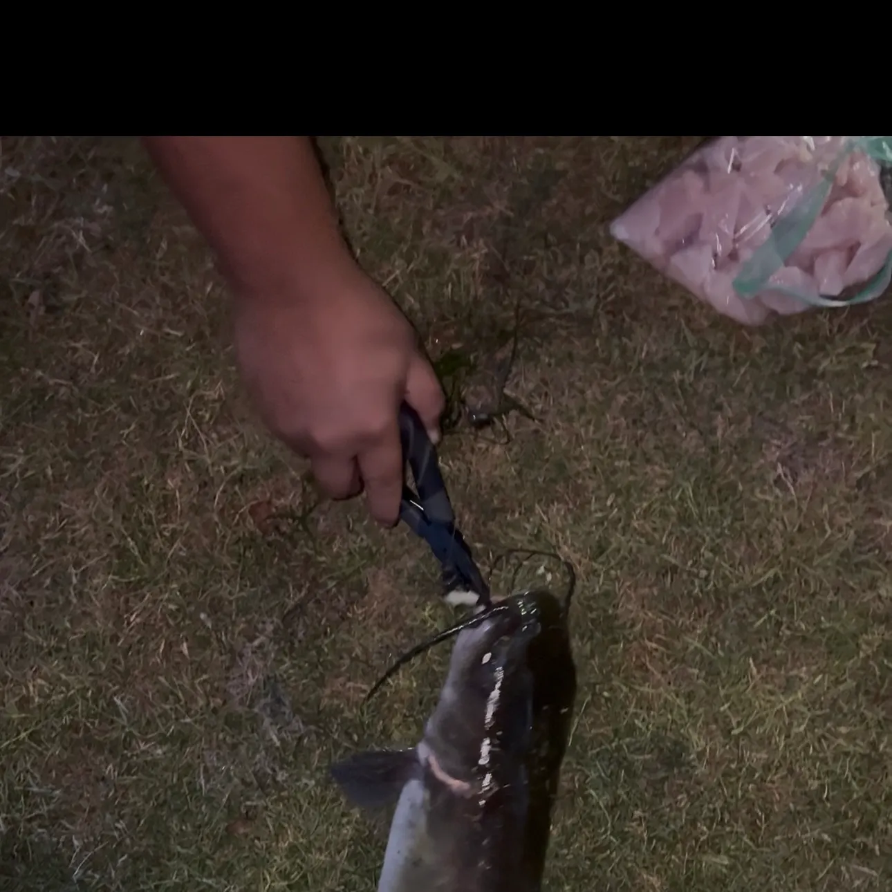 Channel catfish caught on Fishbrain