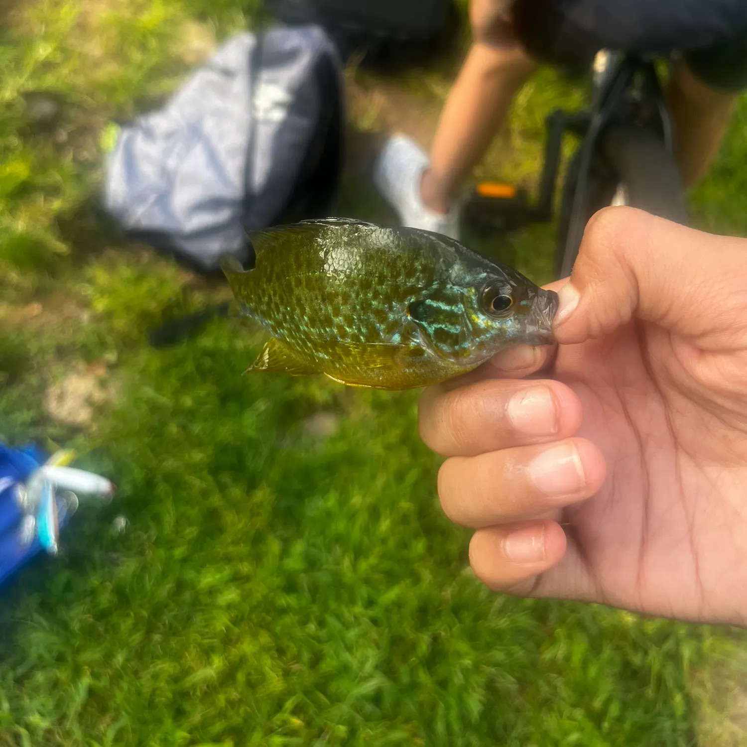 Pumpkinseed caught on Fishbrain