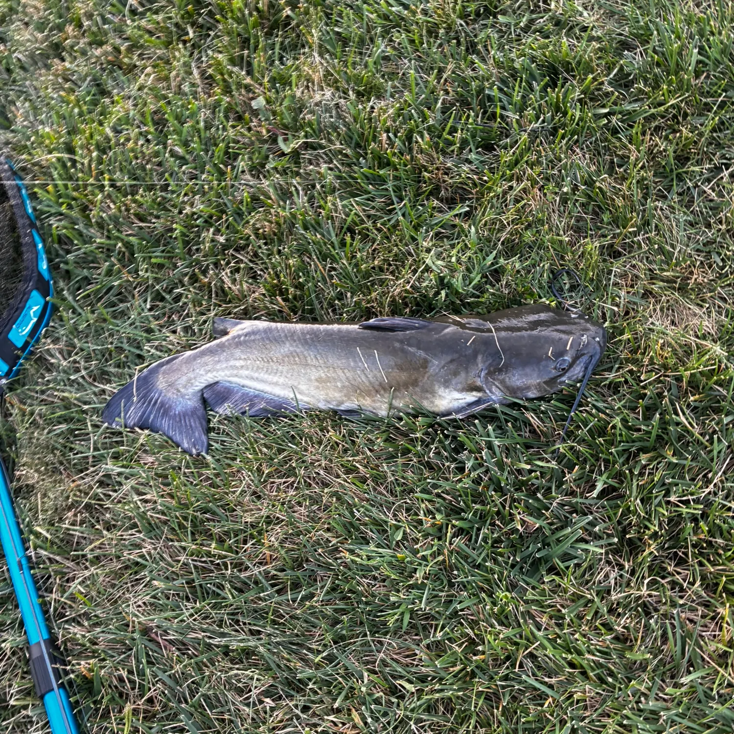 Channel catfish caught on Fishbrain