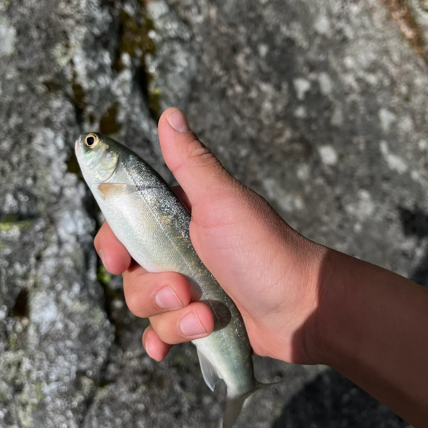 The most recent Arctic char catches on Fishbrain