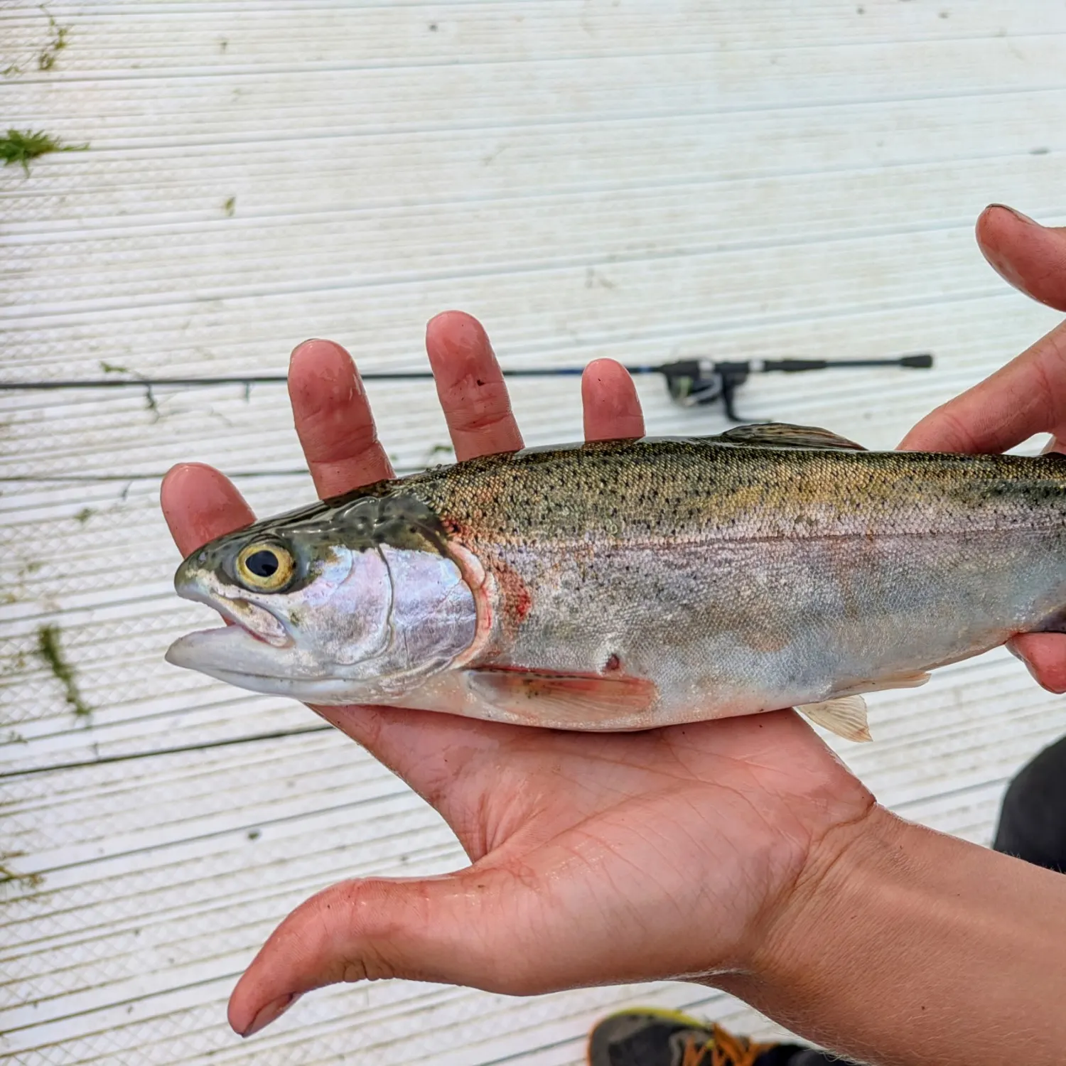 Rainbow trout caught on Fishbrain