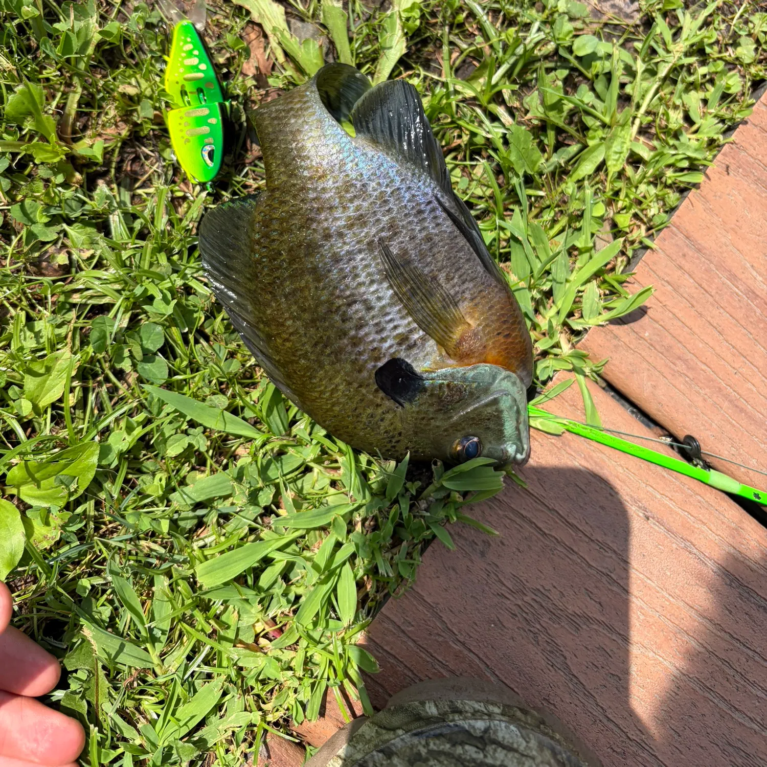 Bluegill caught on Fishbrain