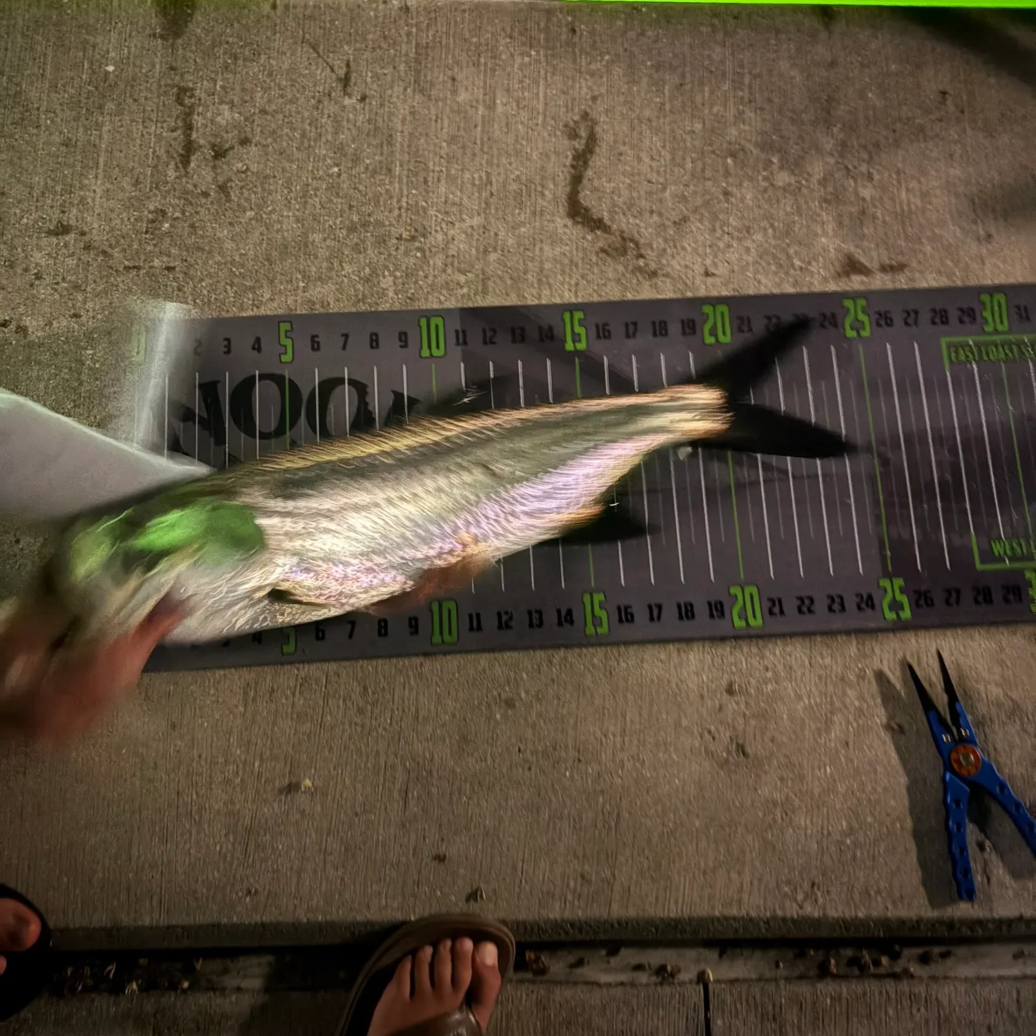 recently logged catches