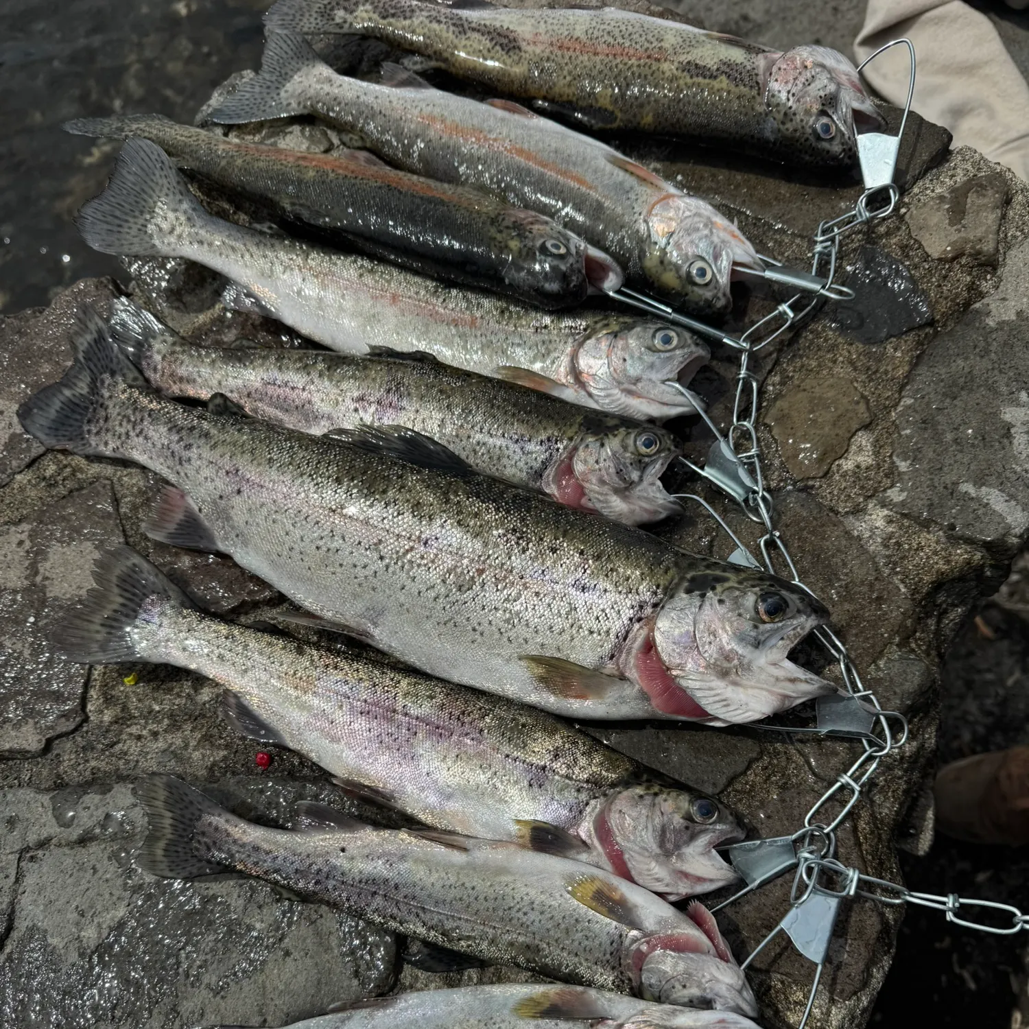 recently logged catches