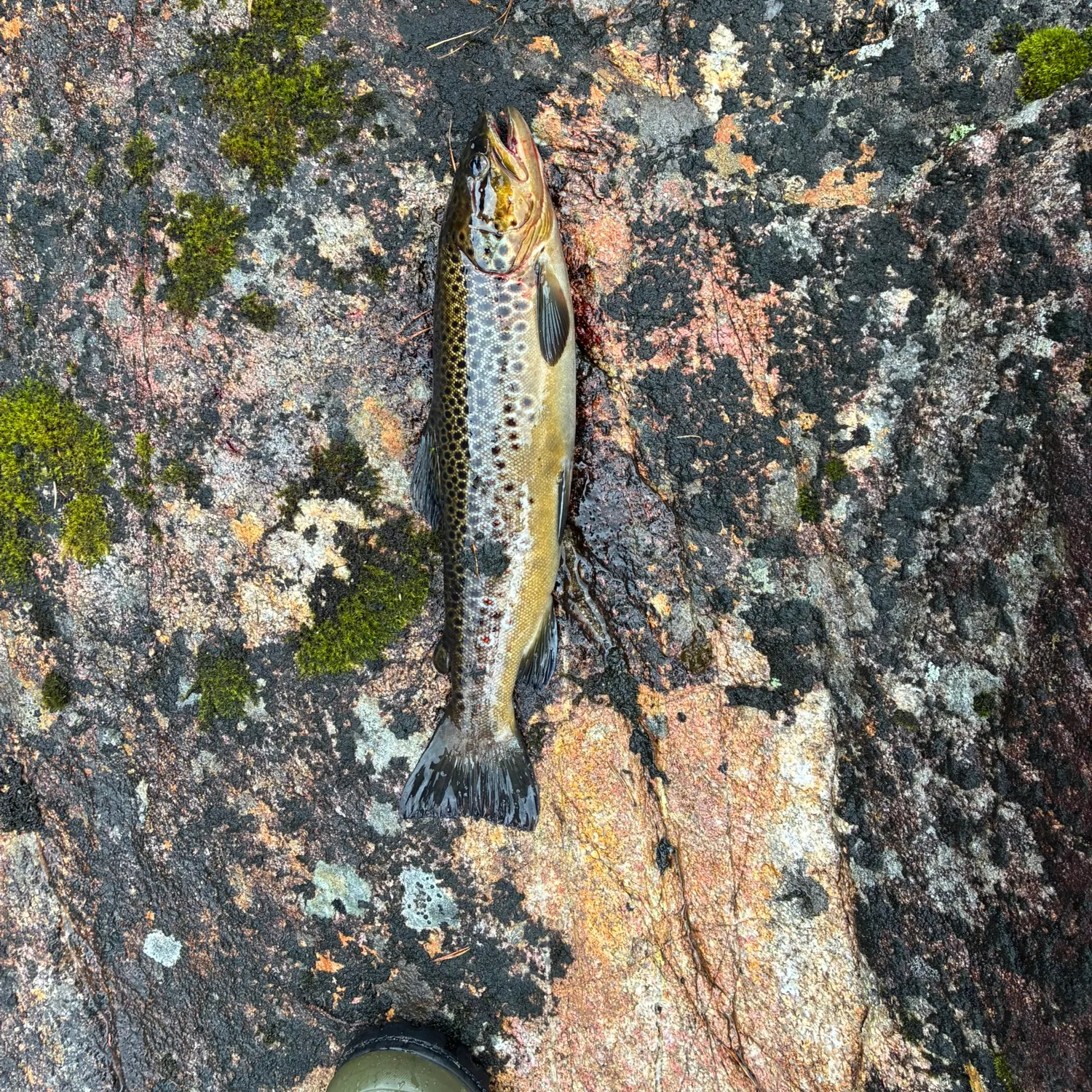 Lake trout caught on Fishbrain