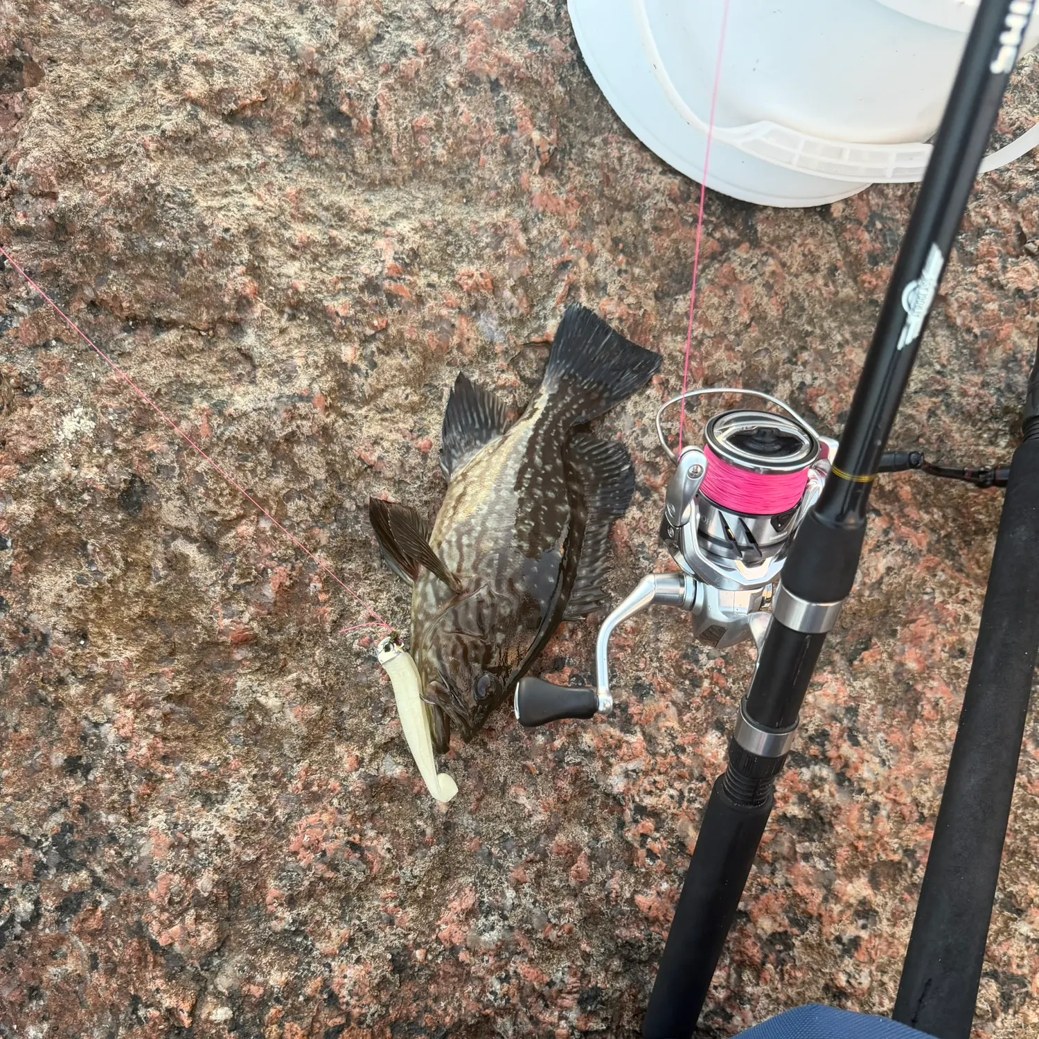 Gag grouper caught on Fishbrain