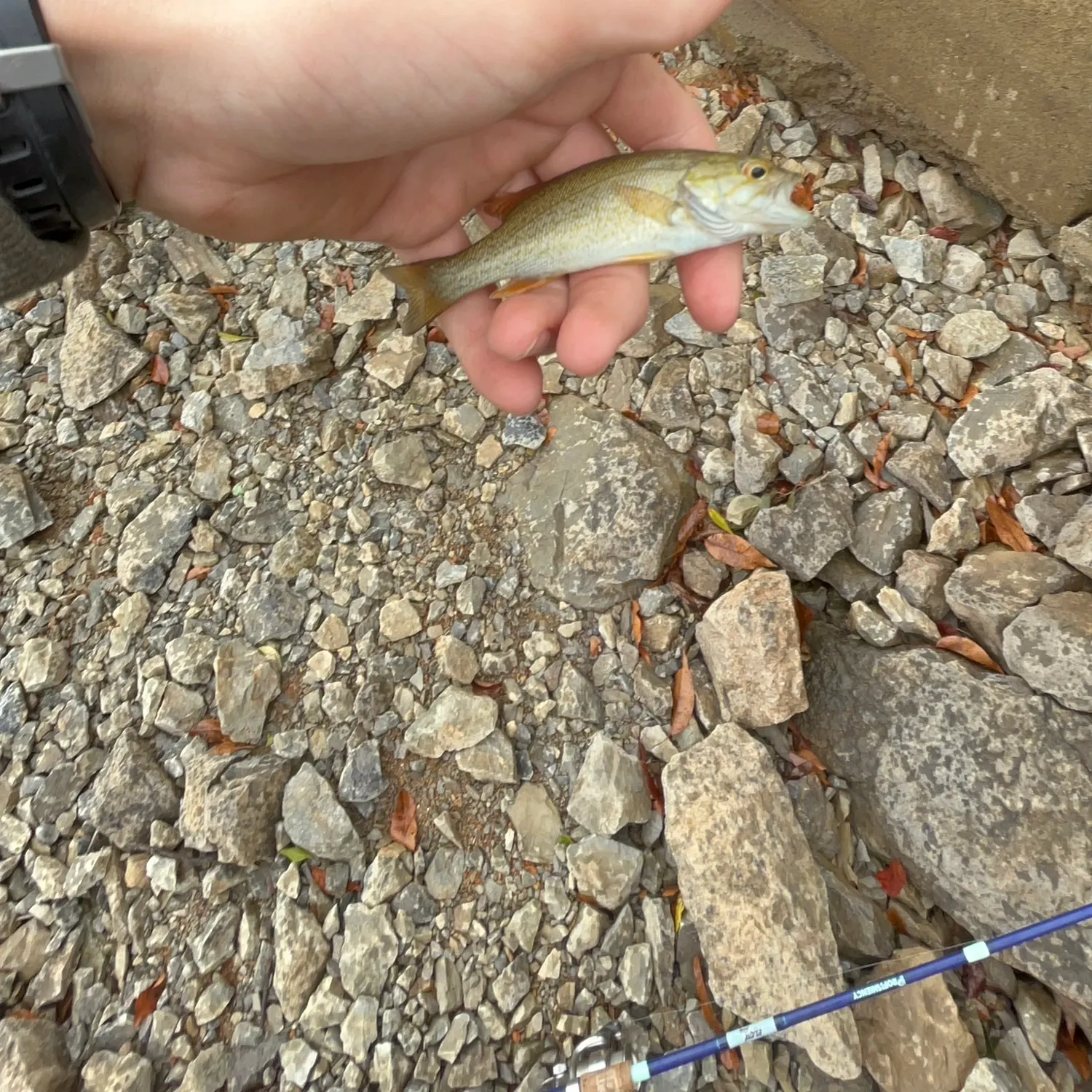 Smallmouth bass caught on Fishbrain