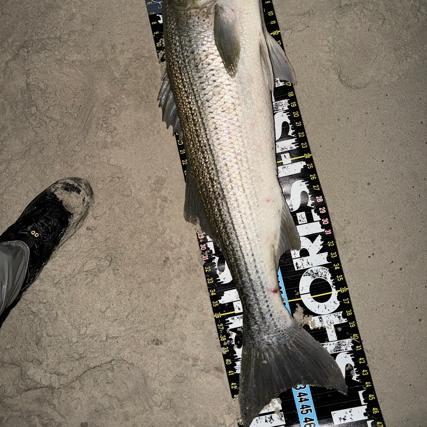 Striped bass caught on Fishbrain