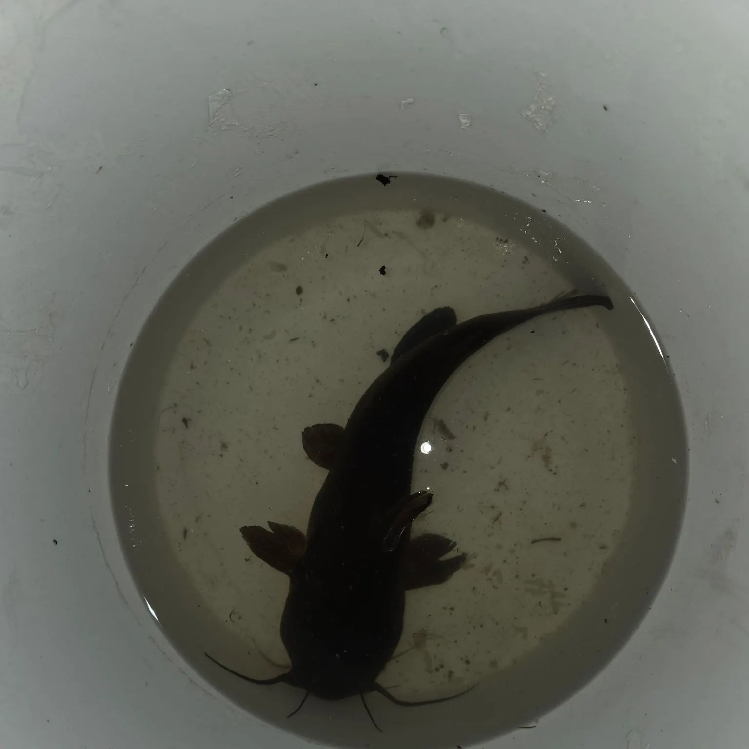 Black bullhead caught on Fishbrain