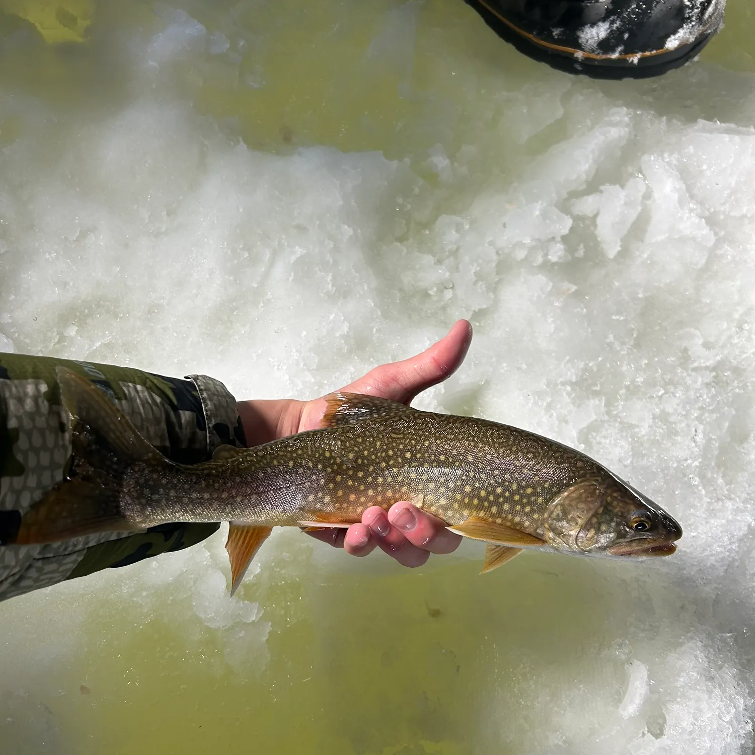 The most recent Splake catches on Fishbrain