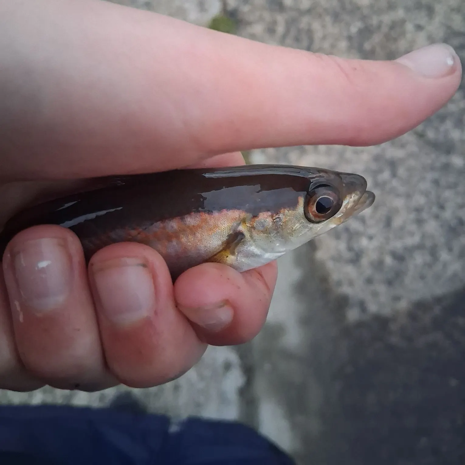 Pollack caught on Fishbrain
