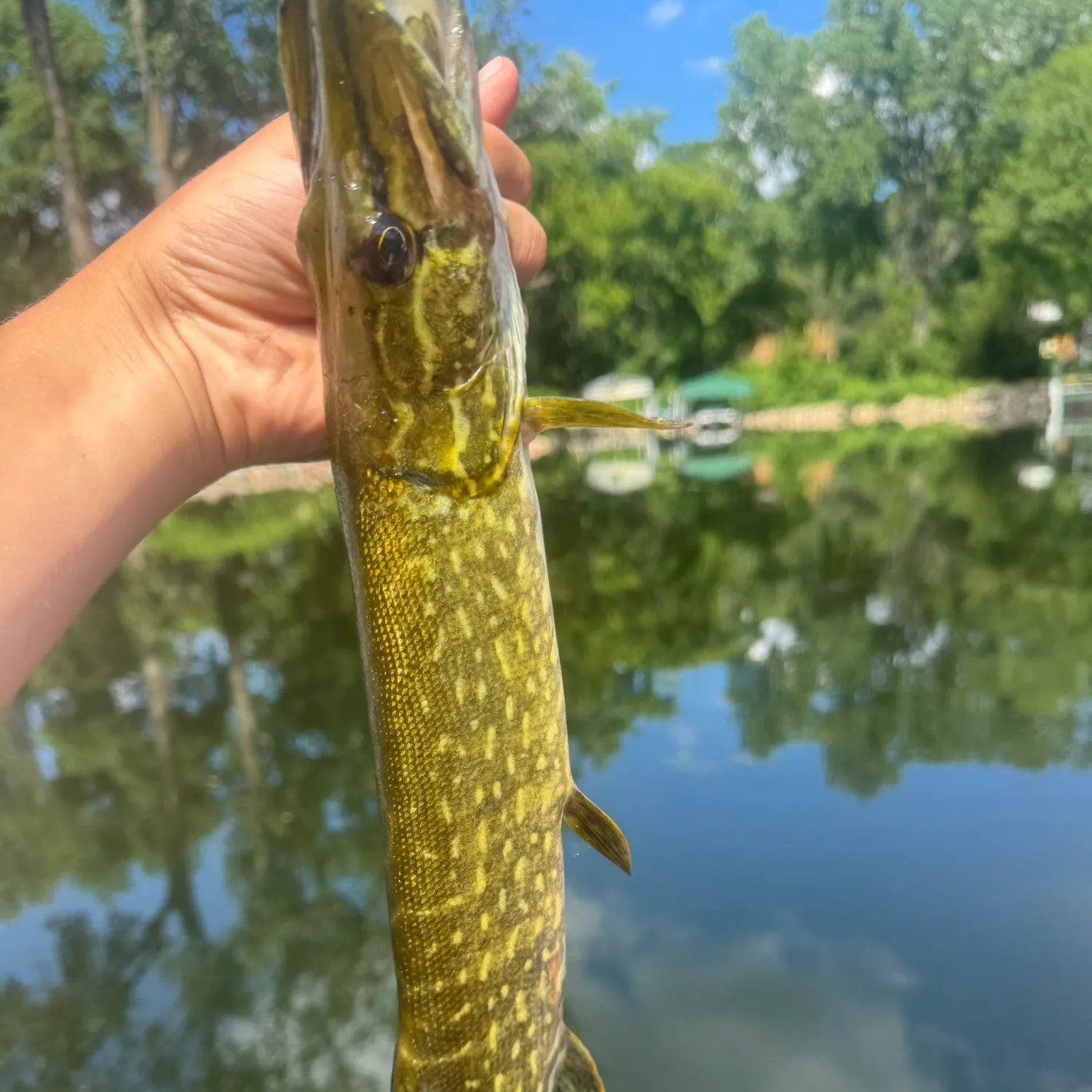 Northern pike caught on Fishbrain