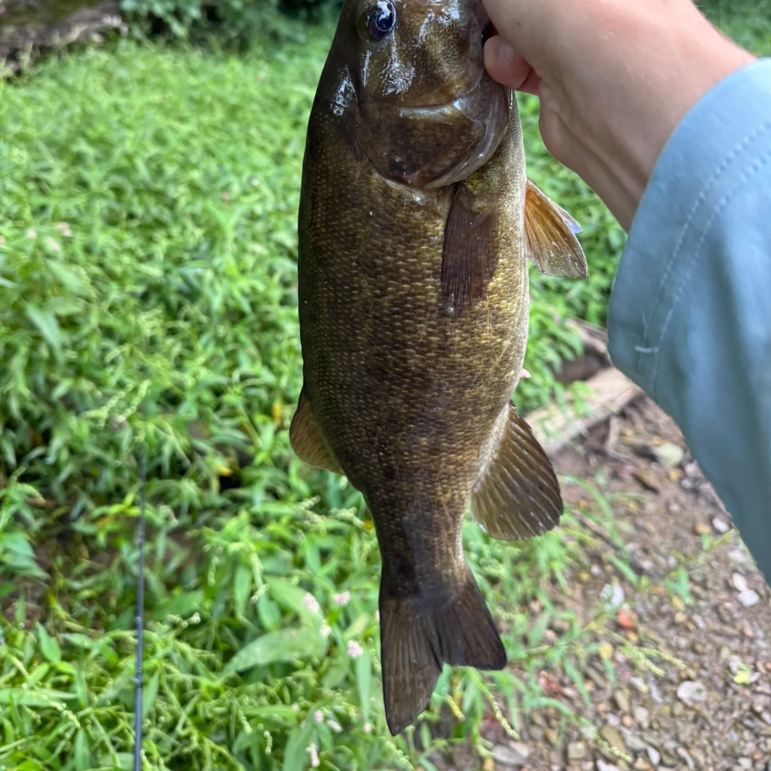 Smallmouth bass caught on Fishbrain