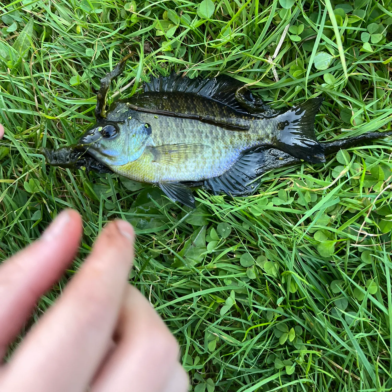 Bluegill caught on Fishbrain
