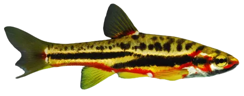 Mountain redbelly dace