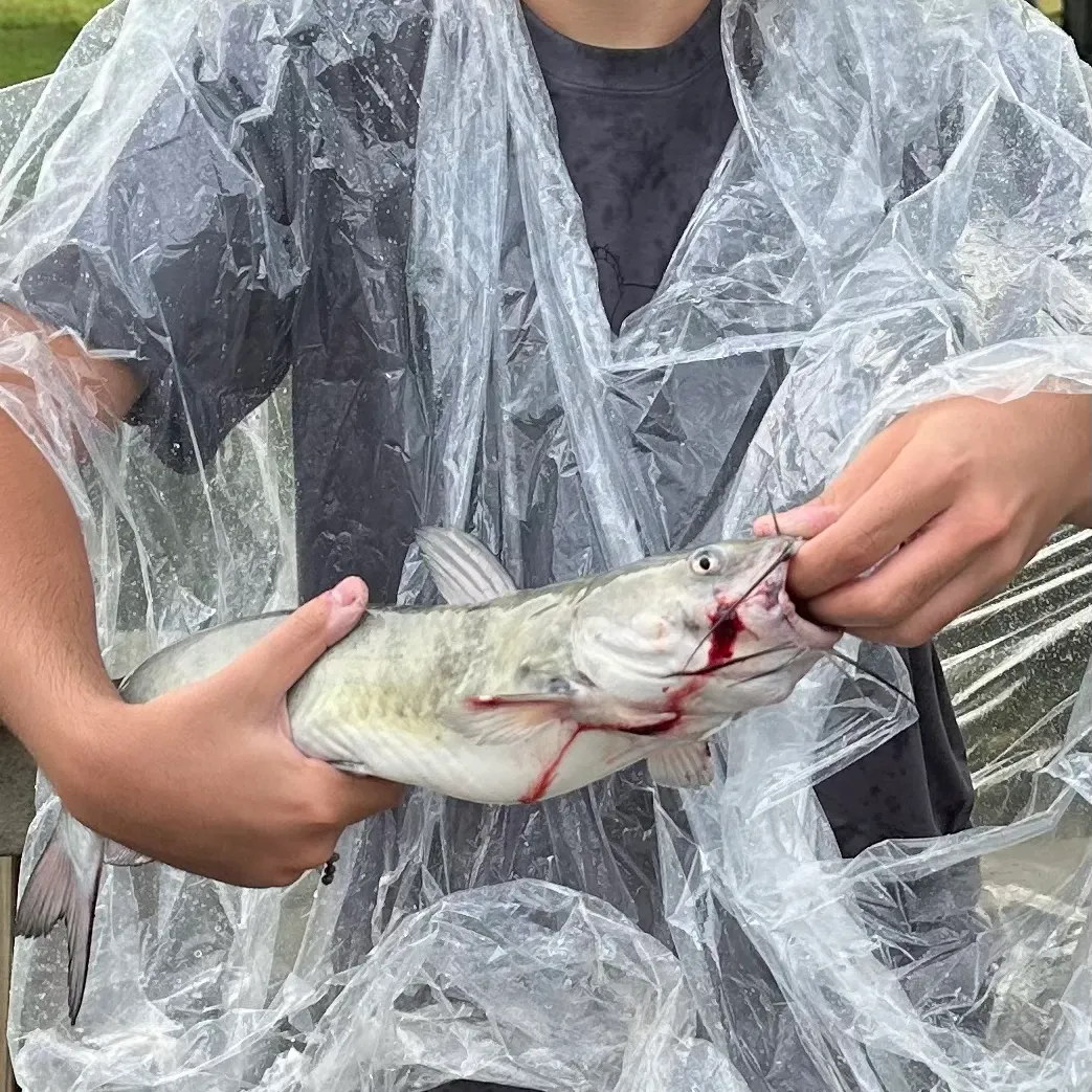 Channel catfish caught on Fishbrain