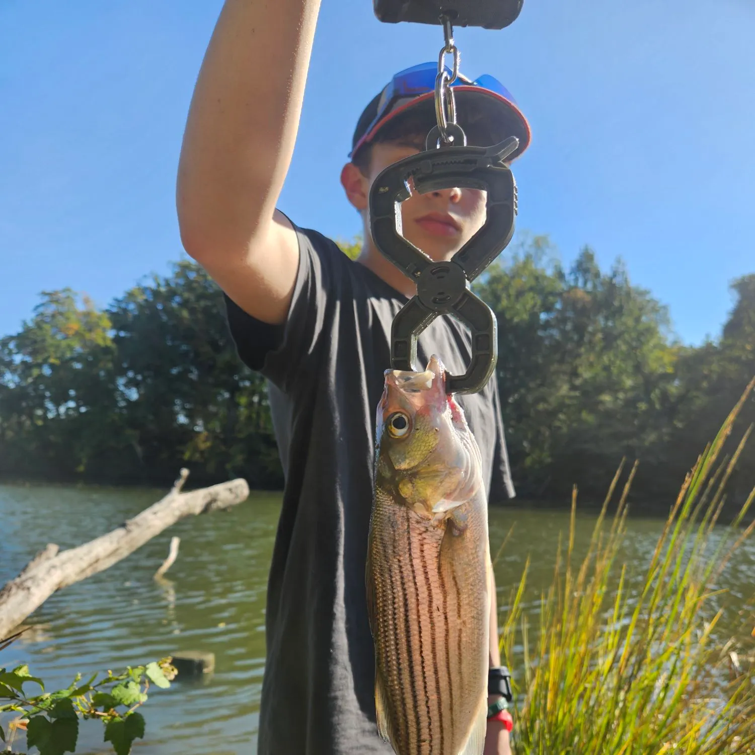 Striped bass caught on Fishbrain