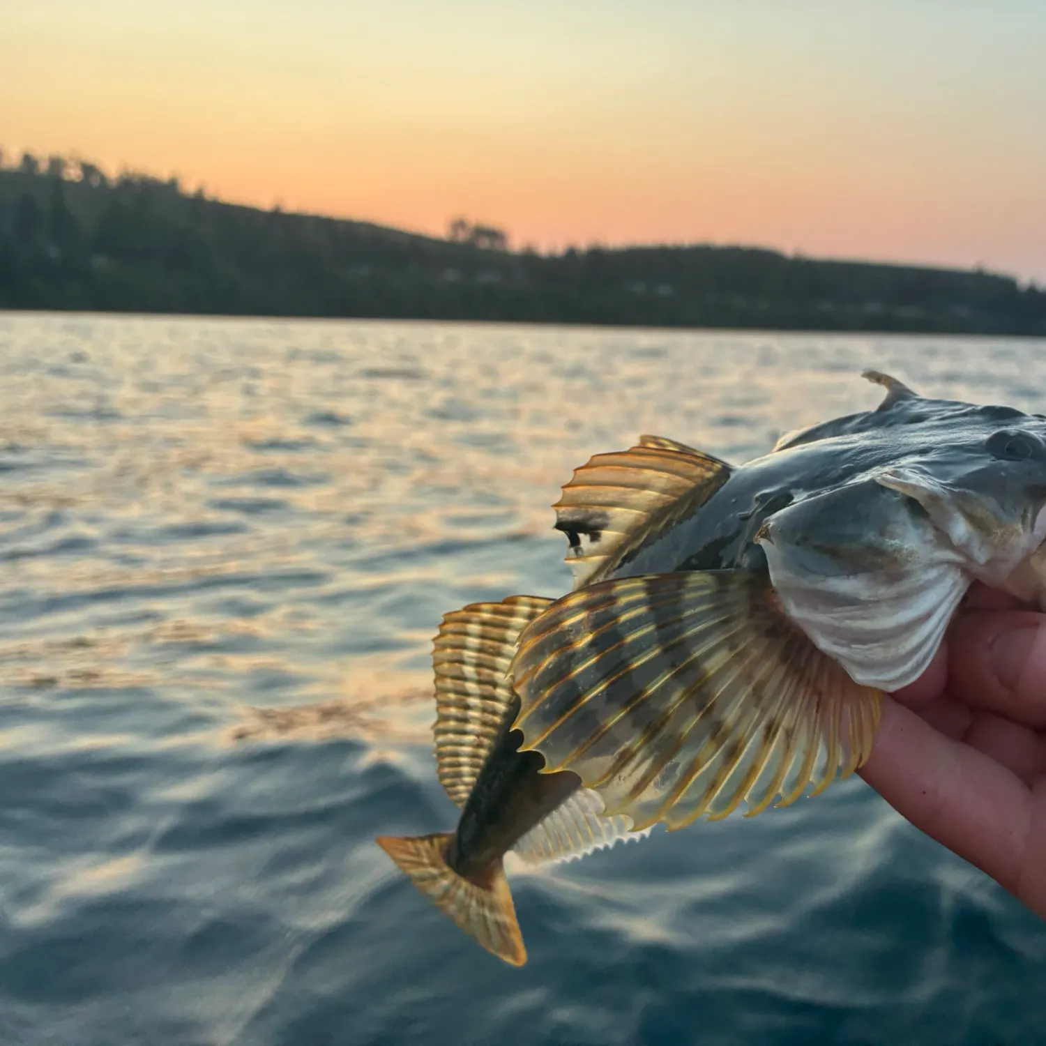 The most recent Pacific staghorn sculpin catches on Fishbrain
