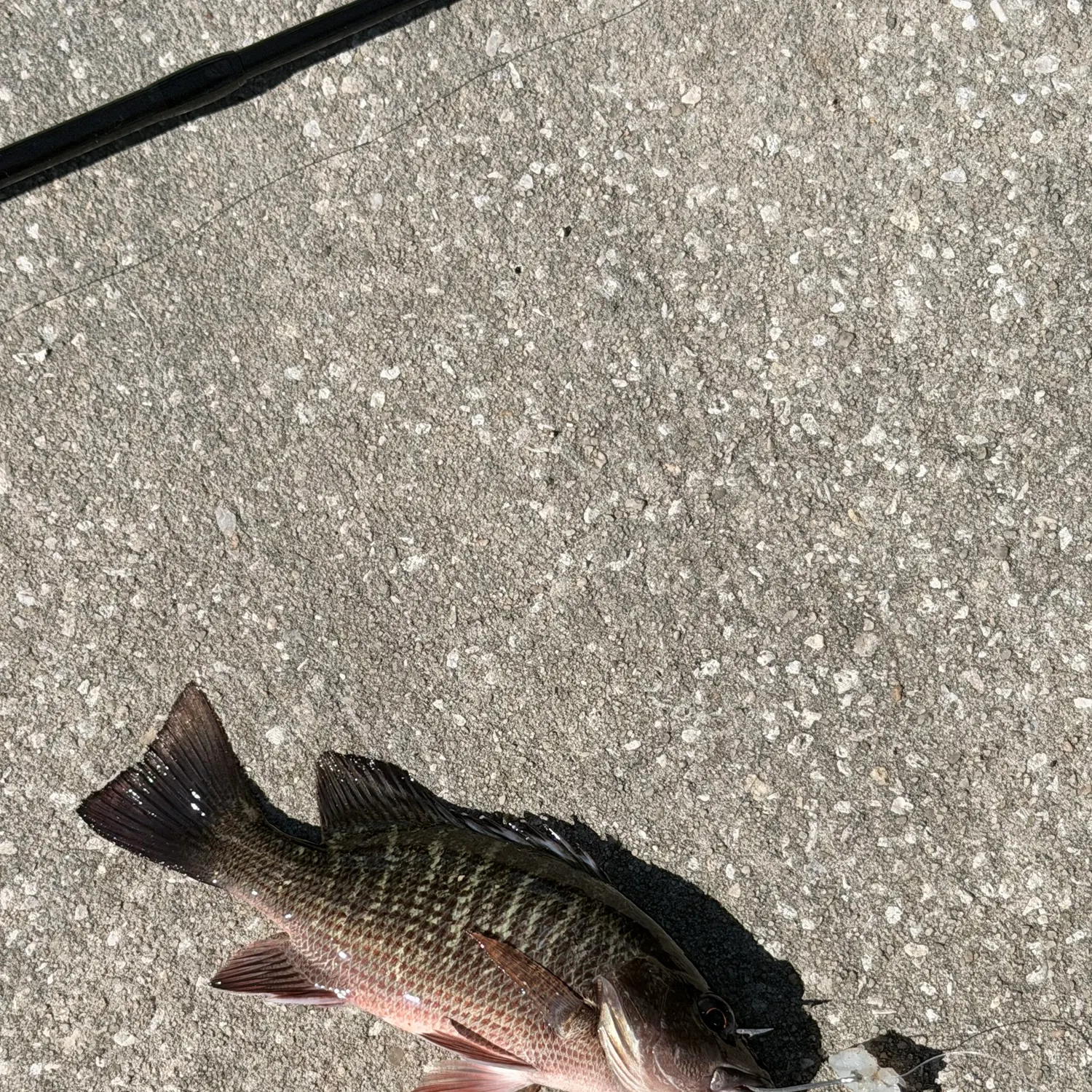Mangrove snapper caught on Fishbrain