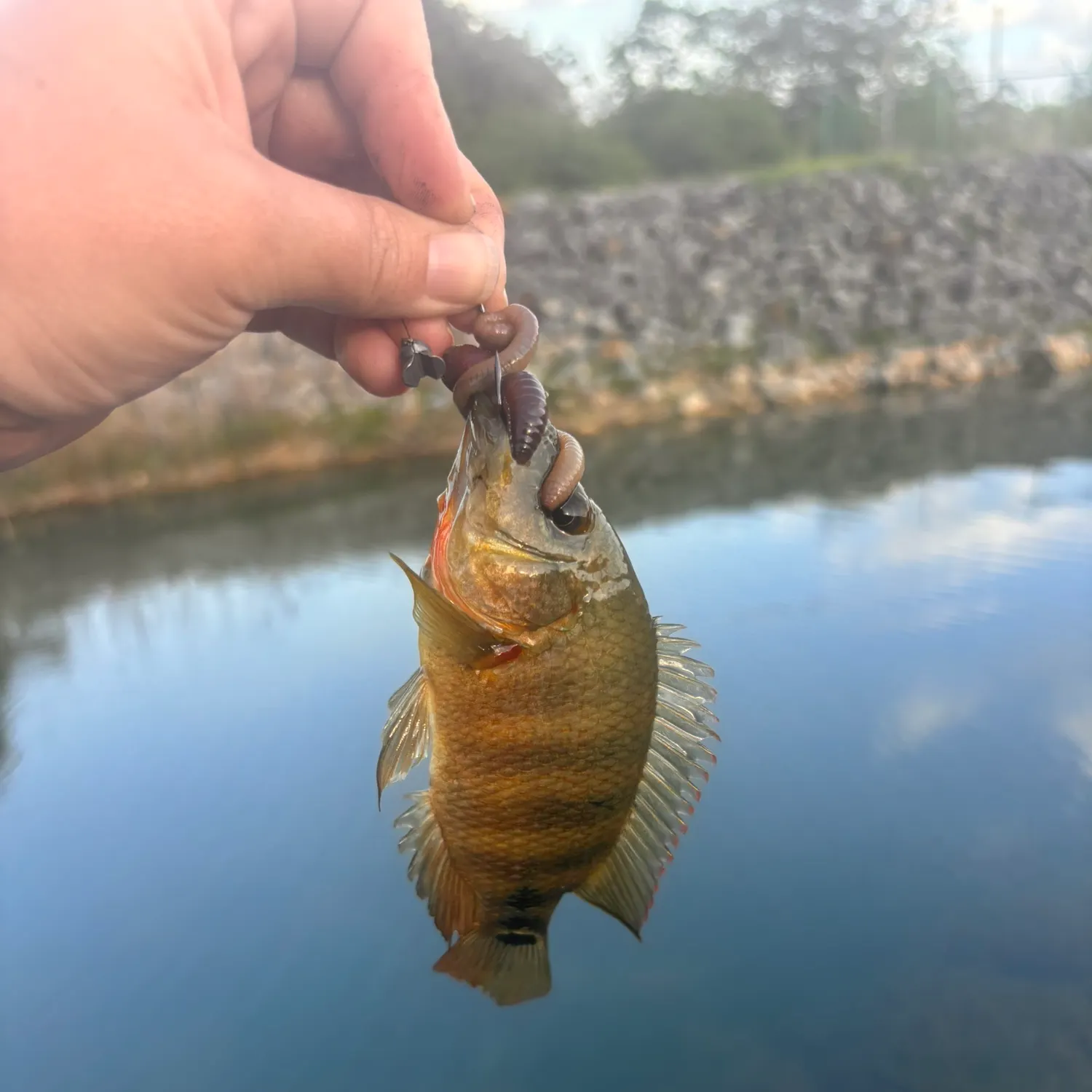 The most recent Mayan cichlid catches on Fishbrain