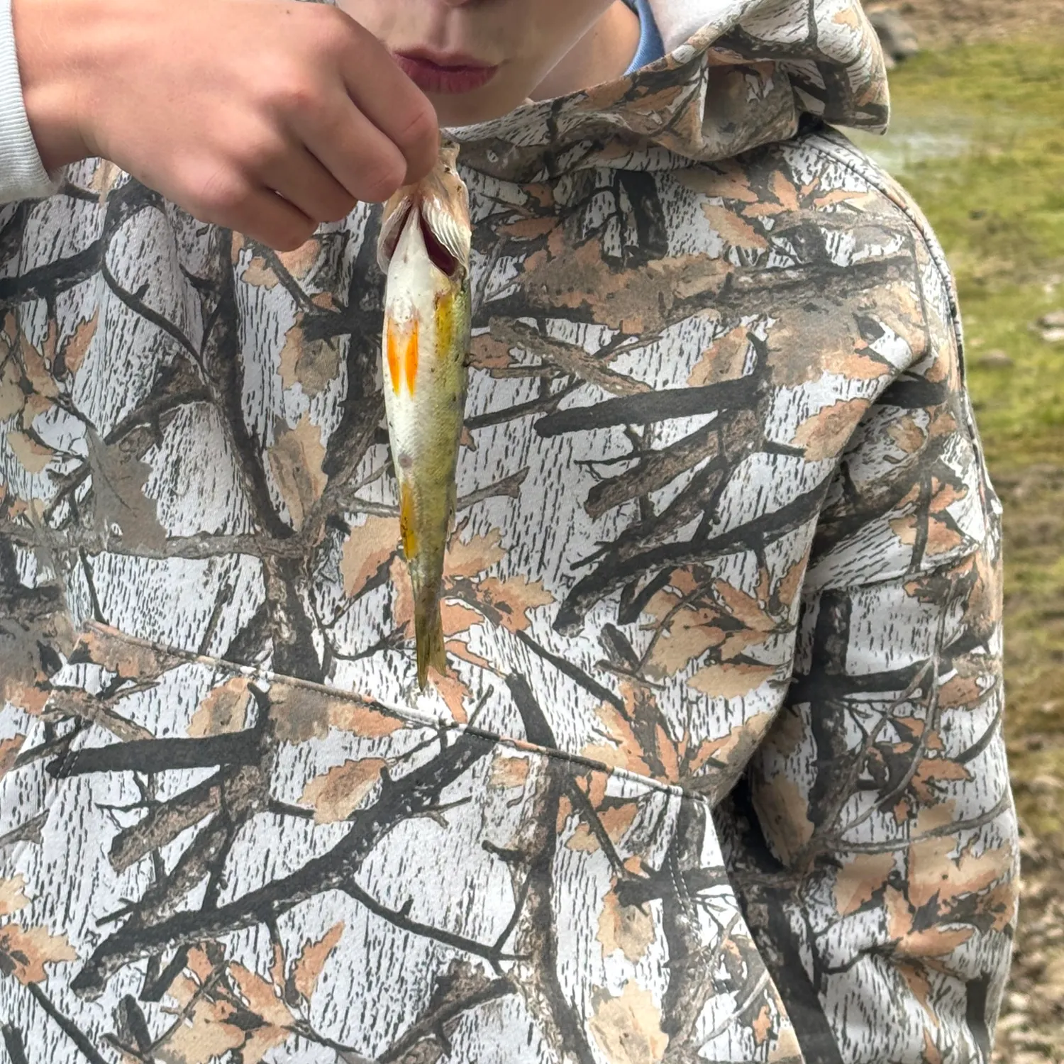 Yellow perch caught on Fishbrain