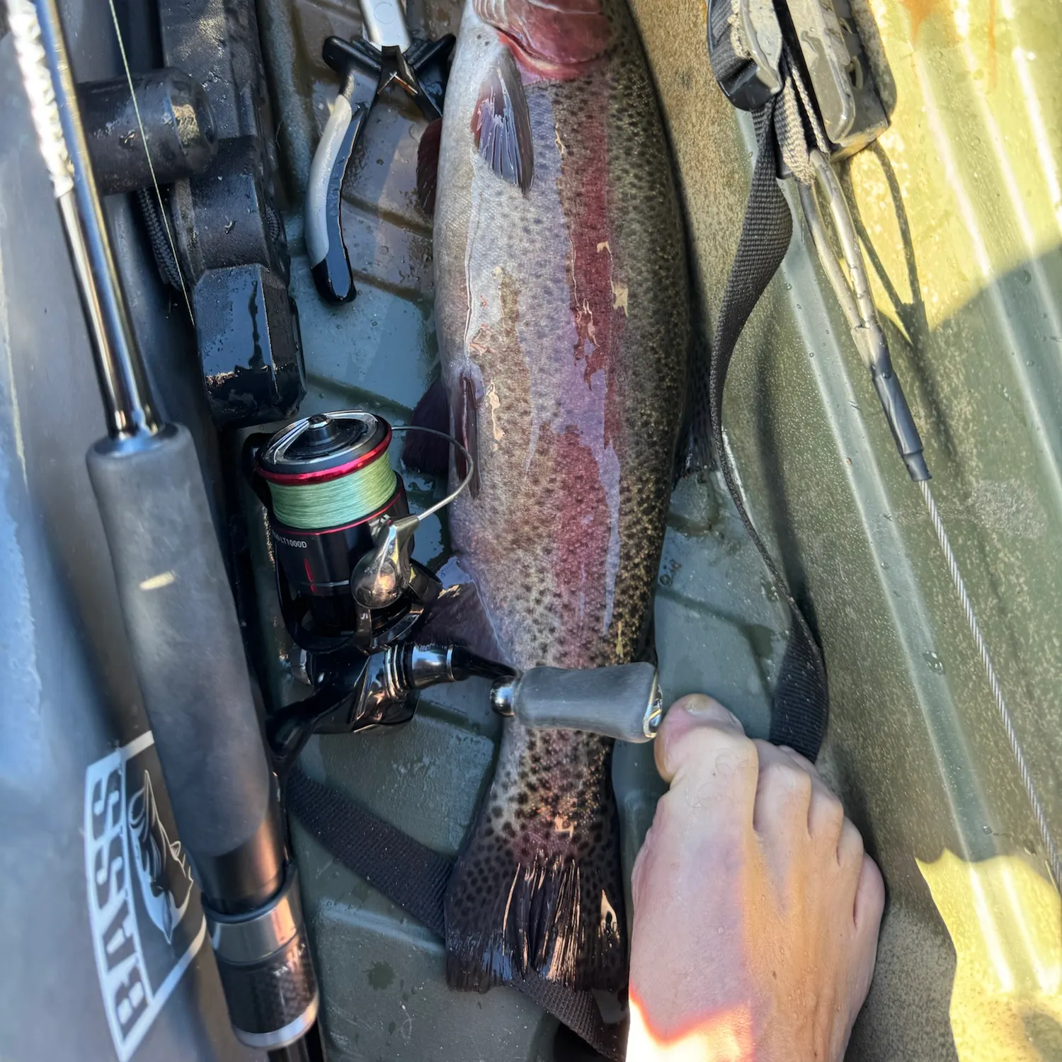 Rainbow trout caught on Fishbrain