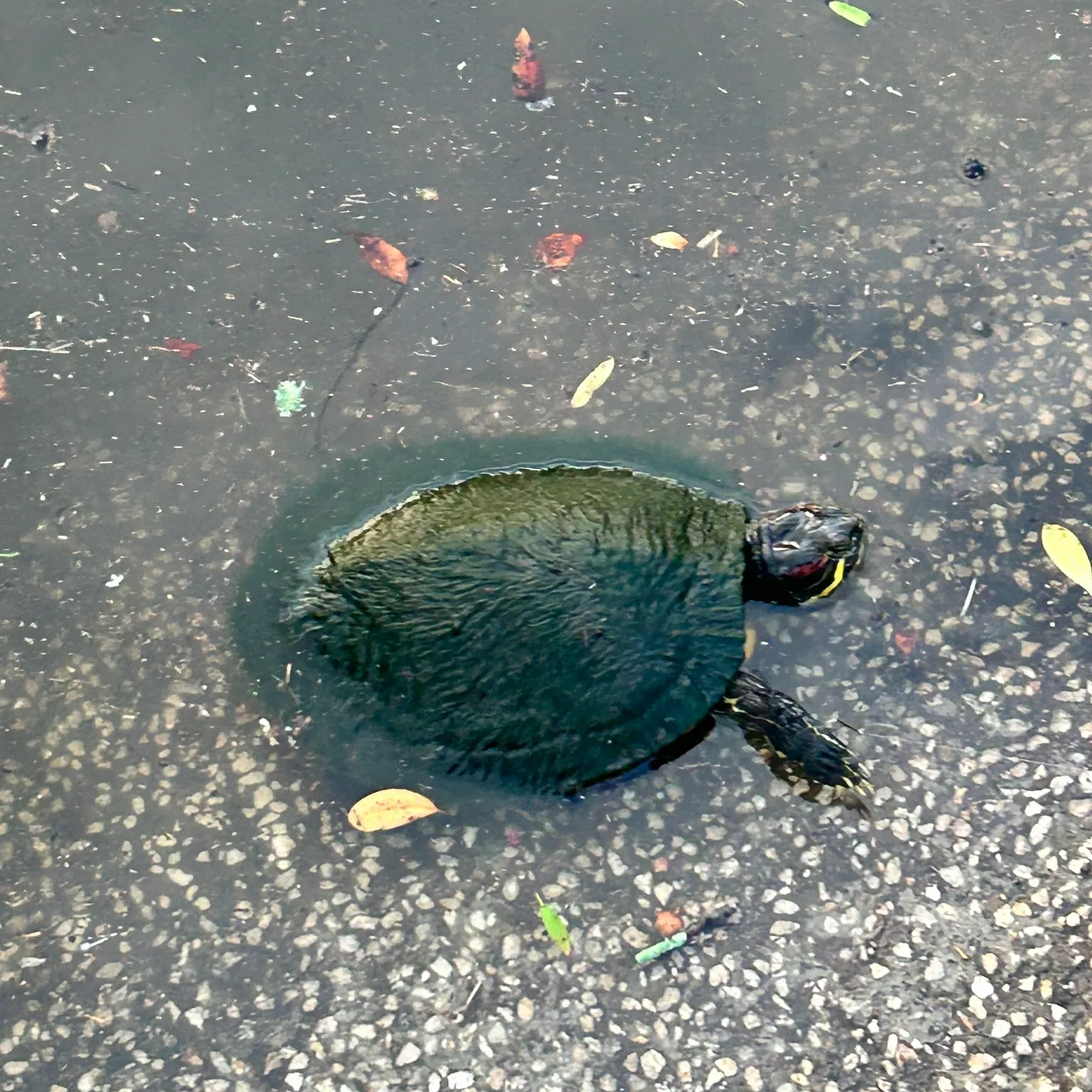 The most recent Australian swamp eel catches on Fishbrain