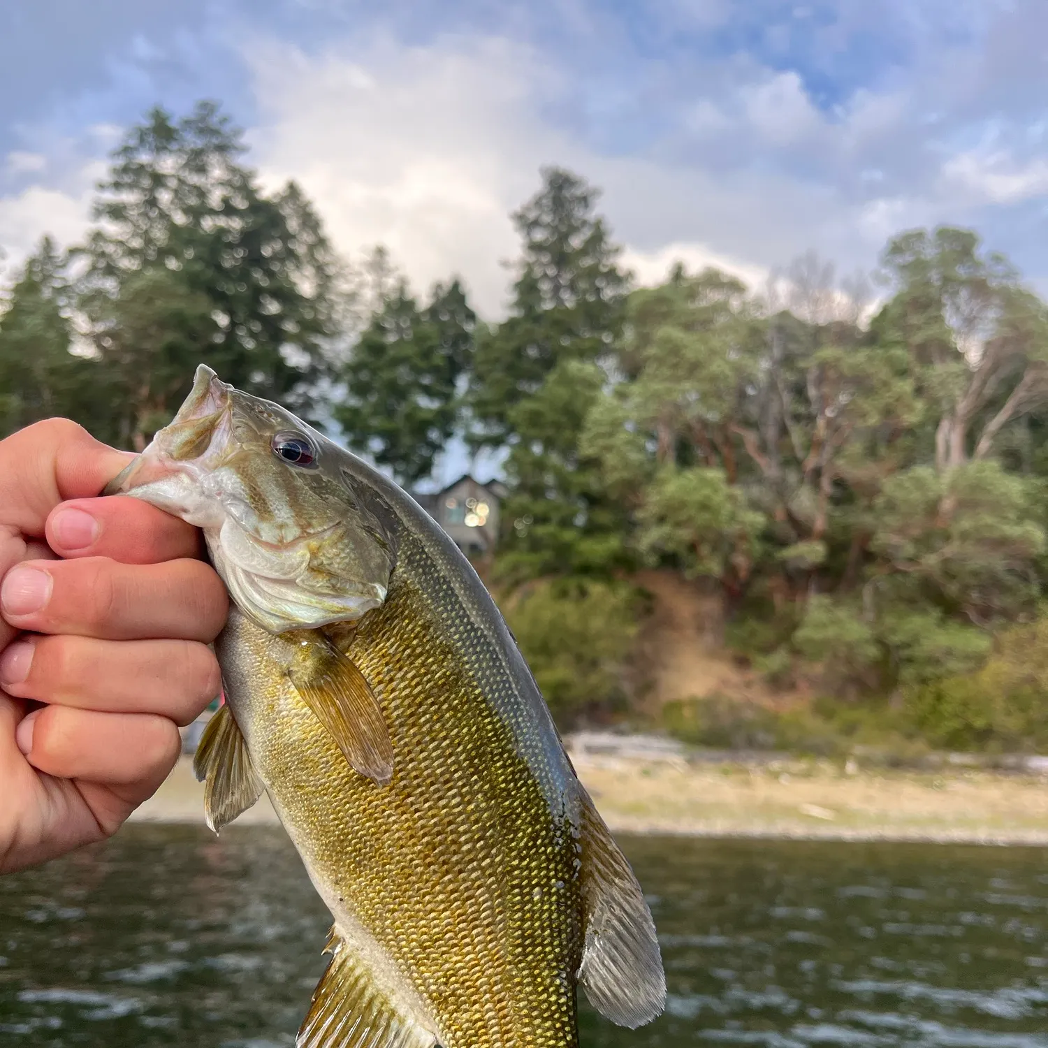 Smallmouth bass caught on Fishbrain