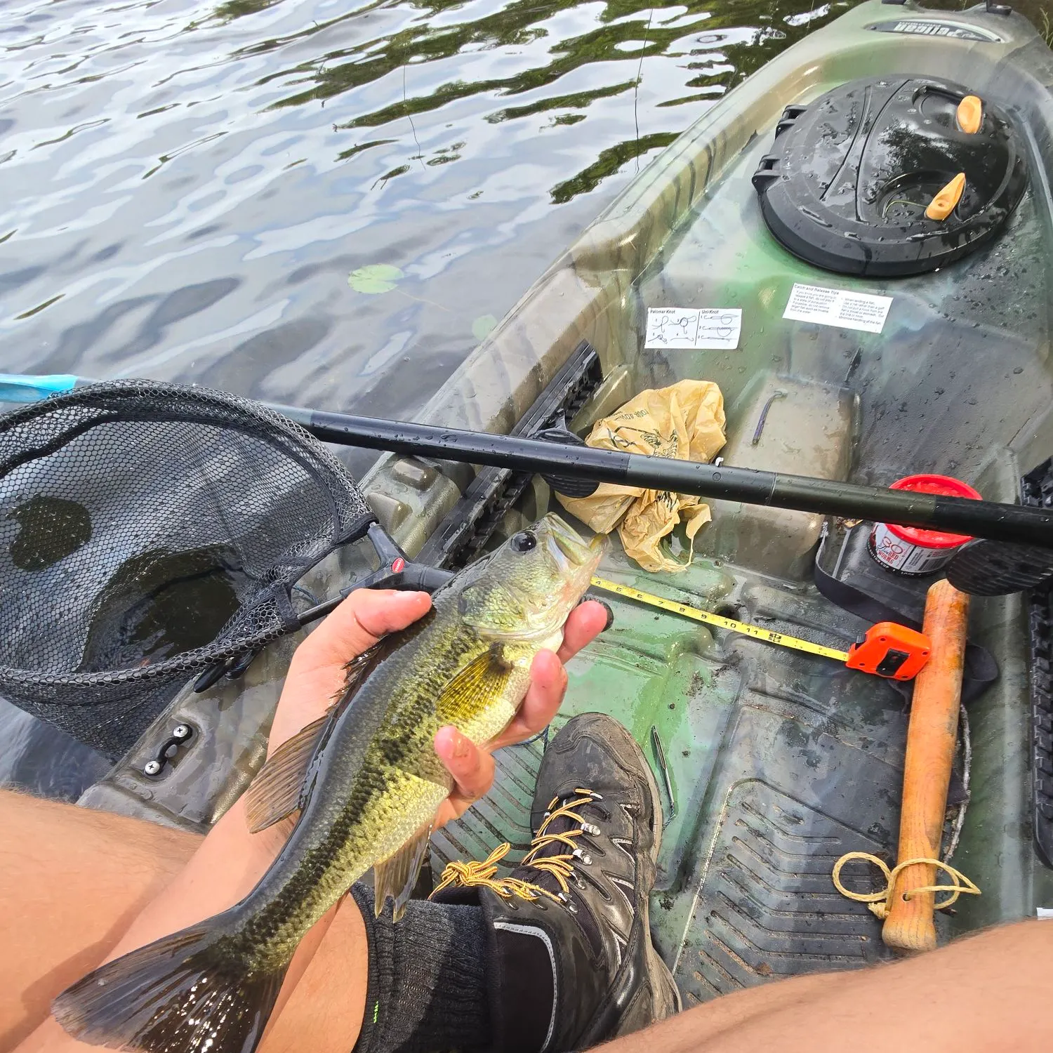 Largemouth bass caught on Fishbrain