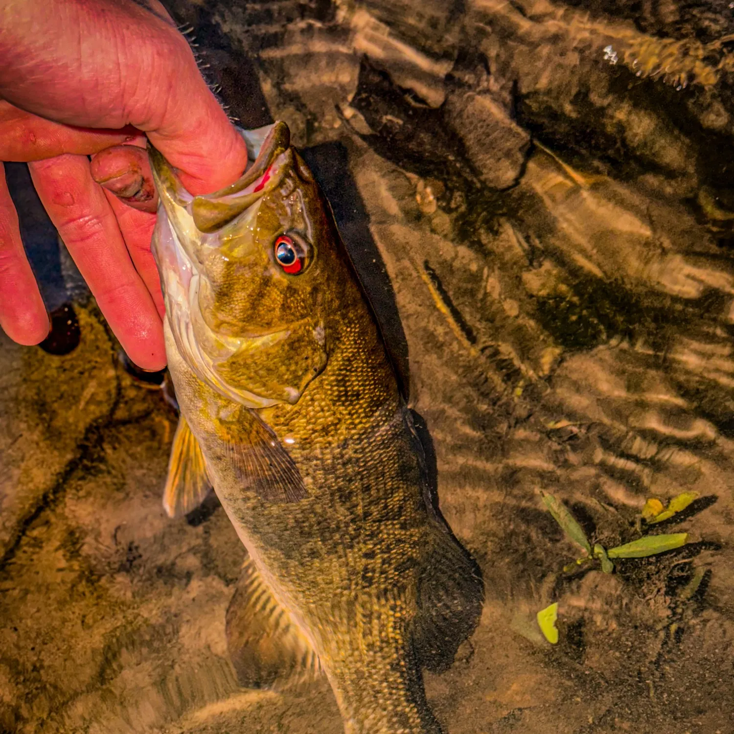 Smallmouth bass caught on Fishbrain