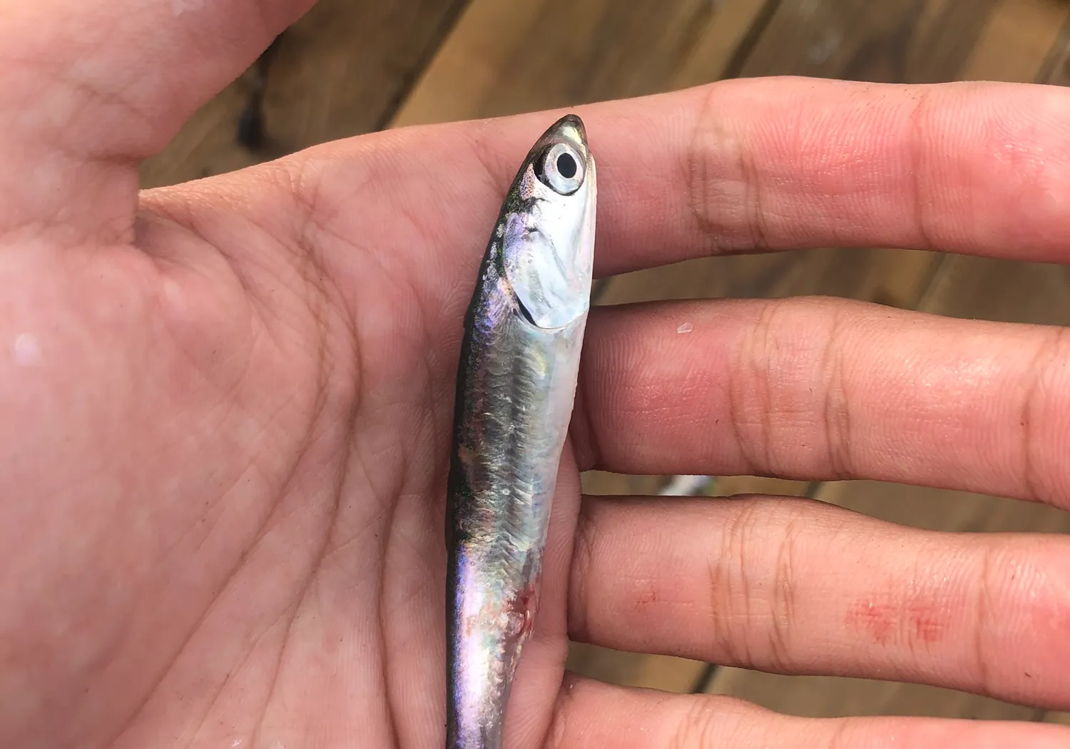 Broad-striped anchovy