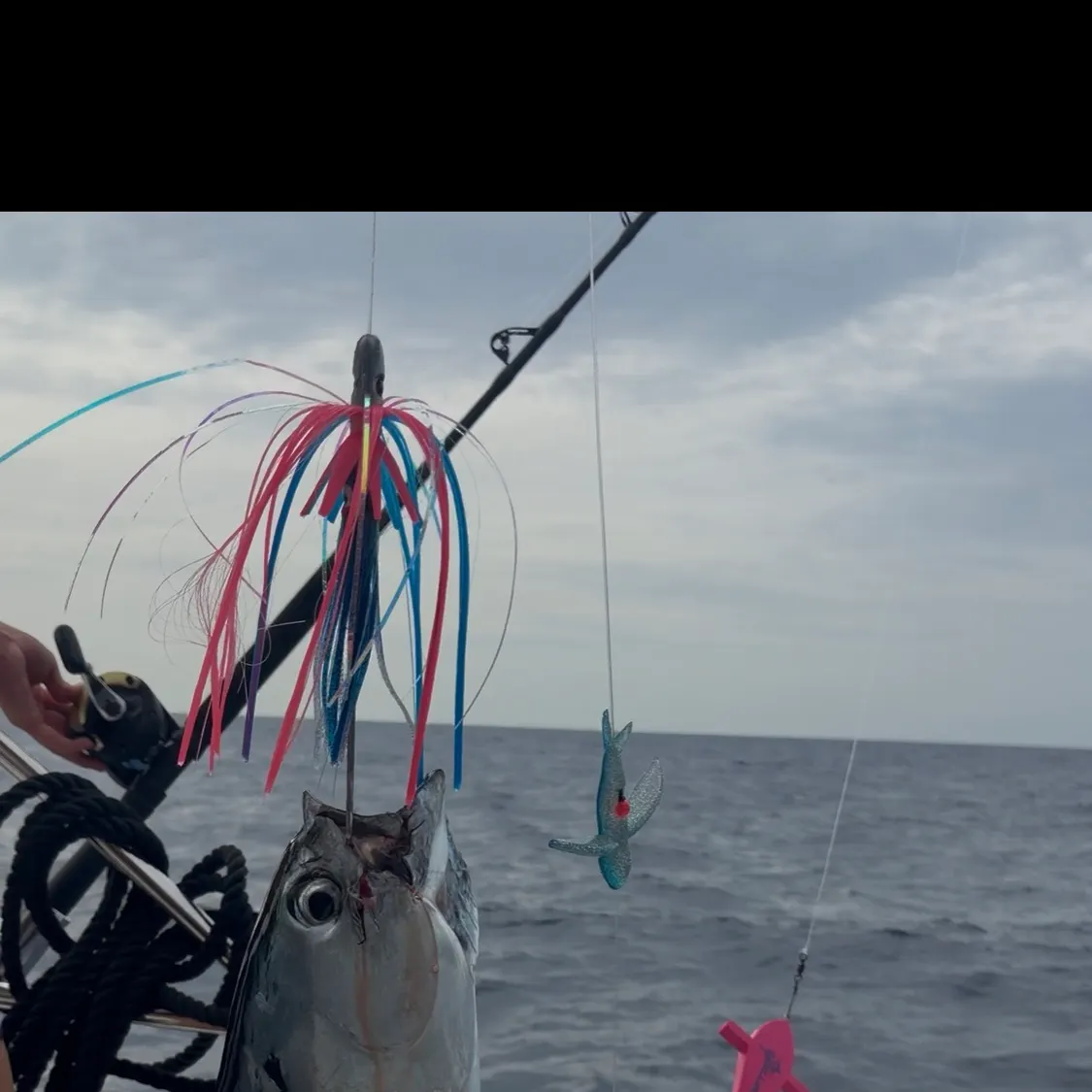 Little tunny caught on Fishbrain