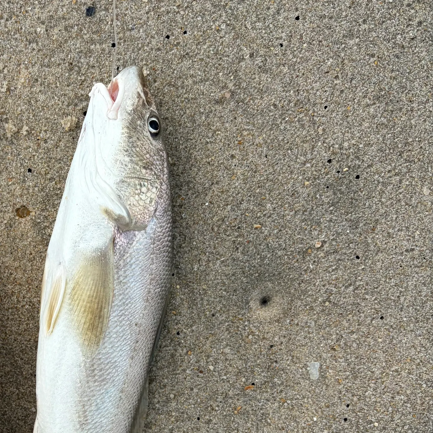 Southern kingcroaker caught on Fishbrain