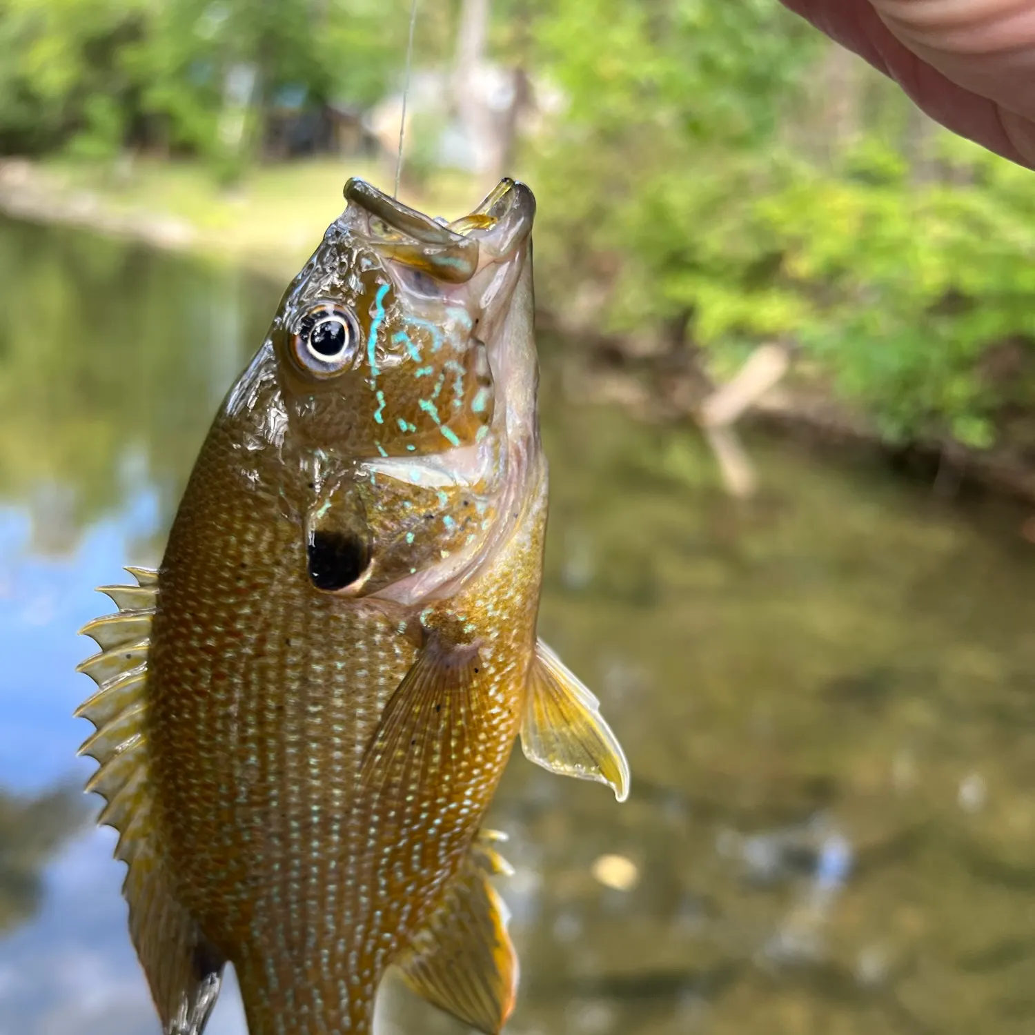 Green sunfish caught on Fishbrain